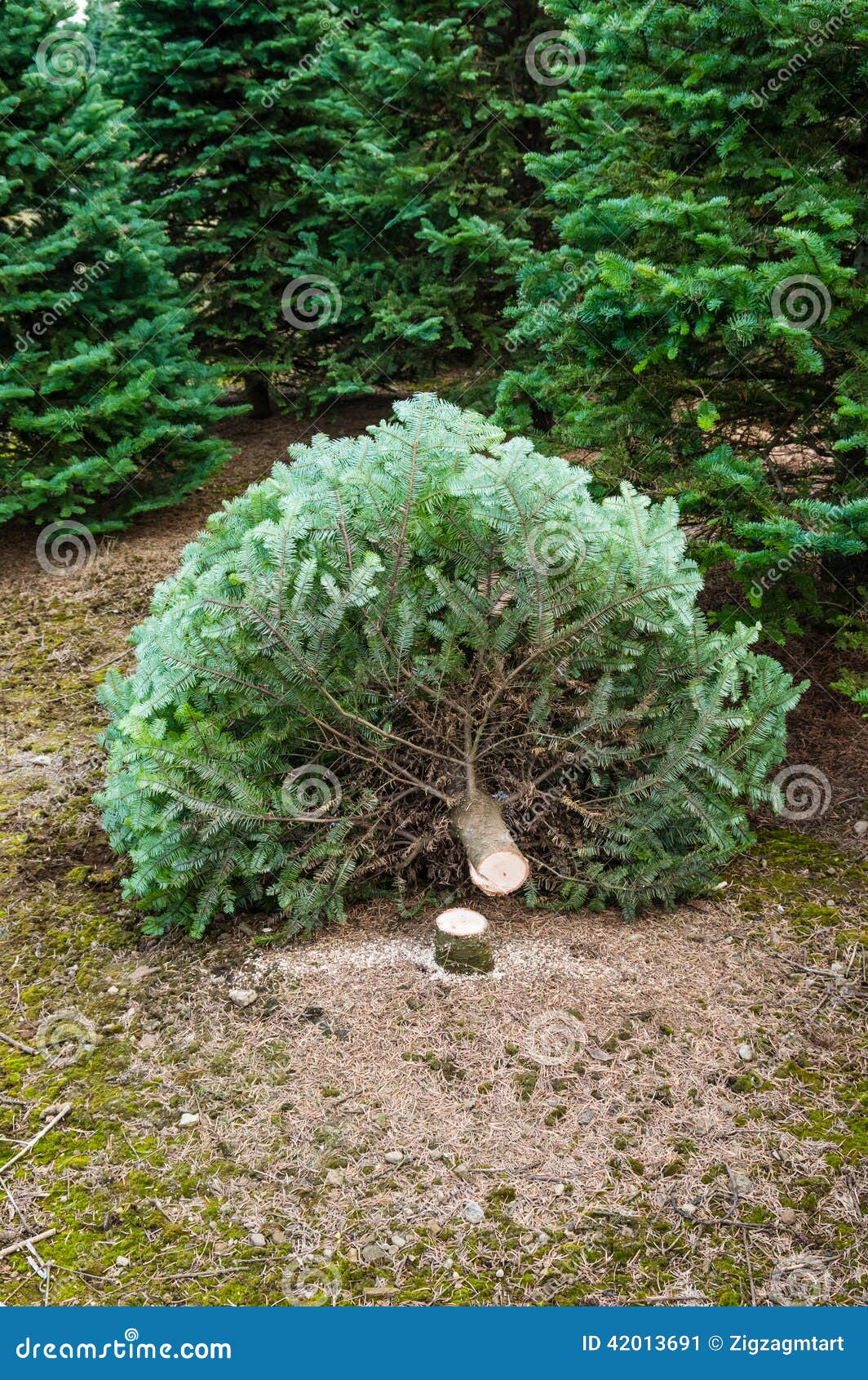 Cut Christmas Tree in a Nursery Stock Image Image of christmastide, tree 42013691