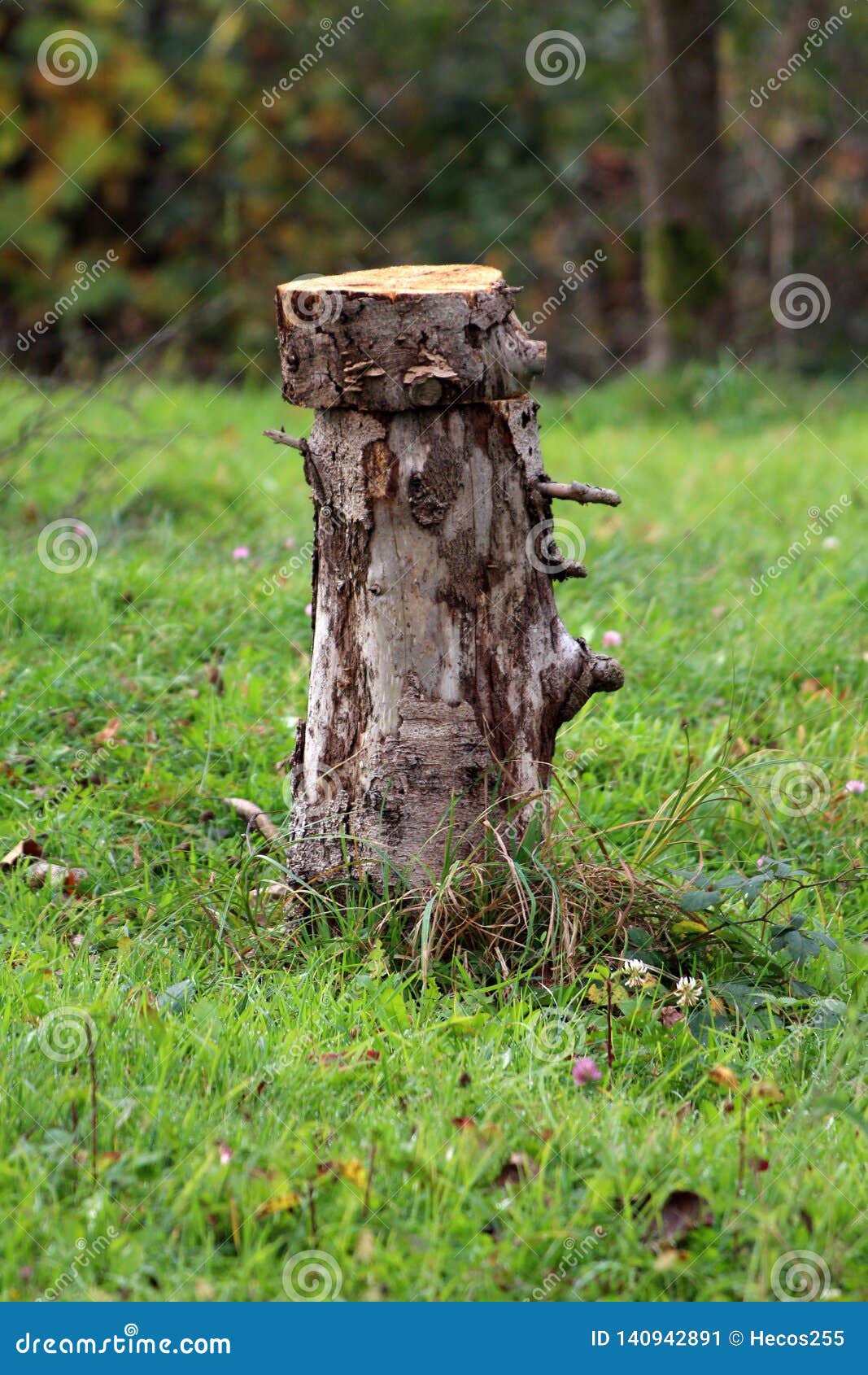 Cut Down Tree Stump Now Used As Garden Decoration And For Sitting