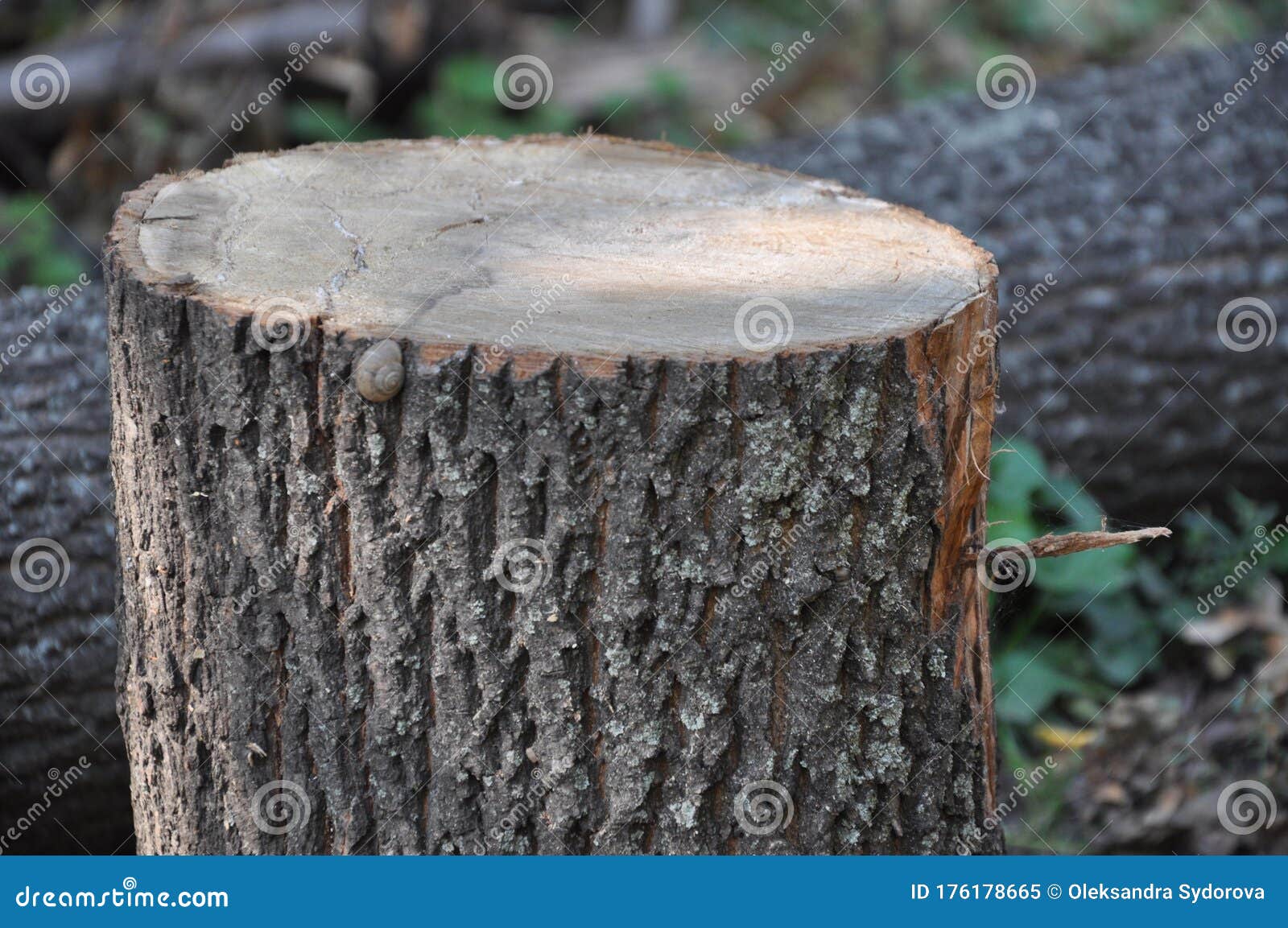 Cut down trees stock image. Image of trees, wooden, garden 176178665