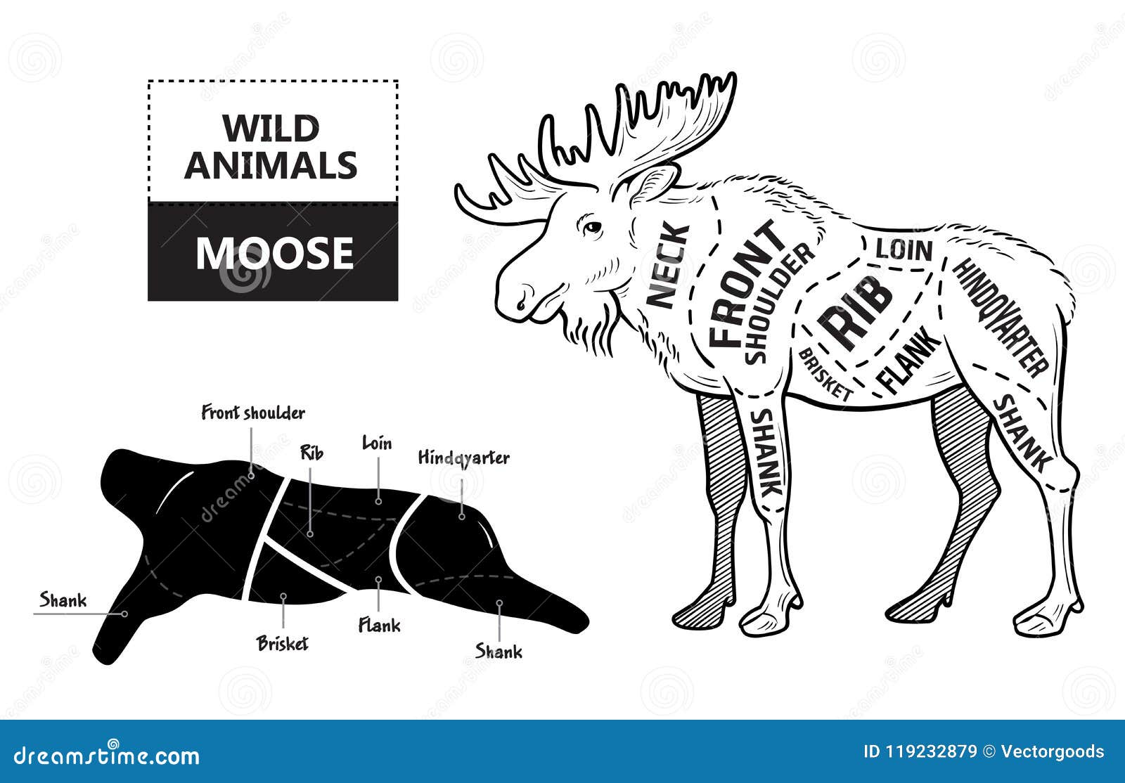 How big is a moose's penis