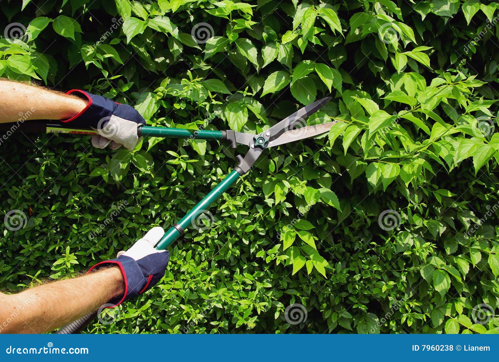 Cut a hedge stock photo. Image of leaf, green, foliage 7960238