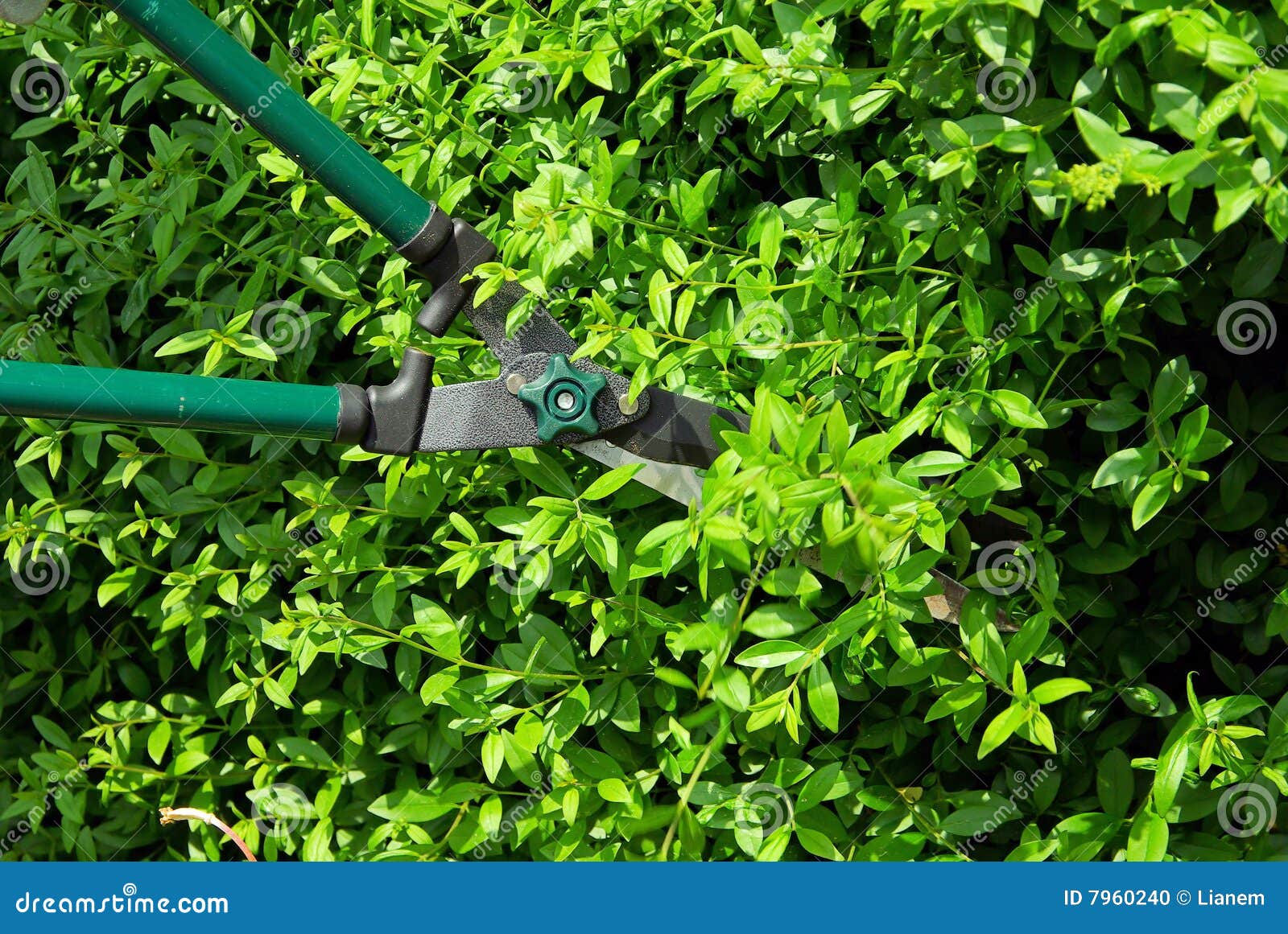 Cut a hedge stock photo. Image of exterior, outside, greenery 7960240