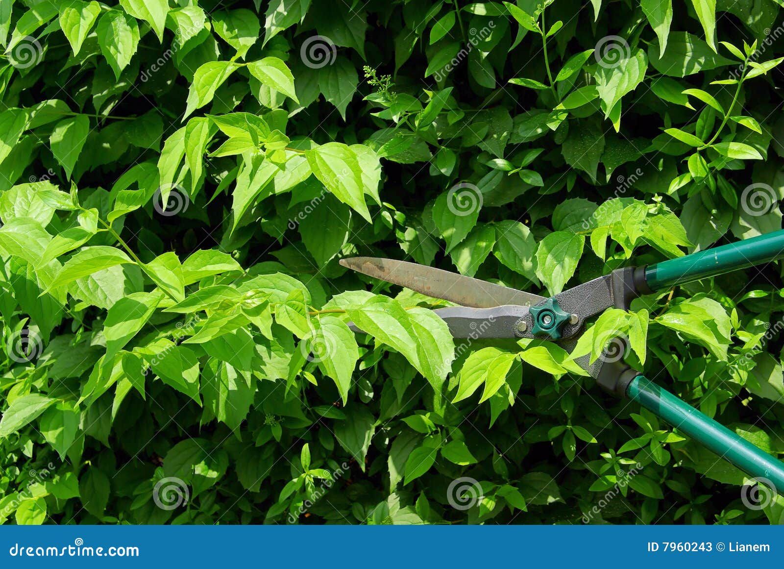 Cut a hedge stock image. Image of scissors, plant, season 7960243