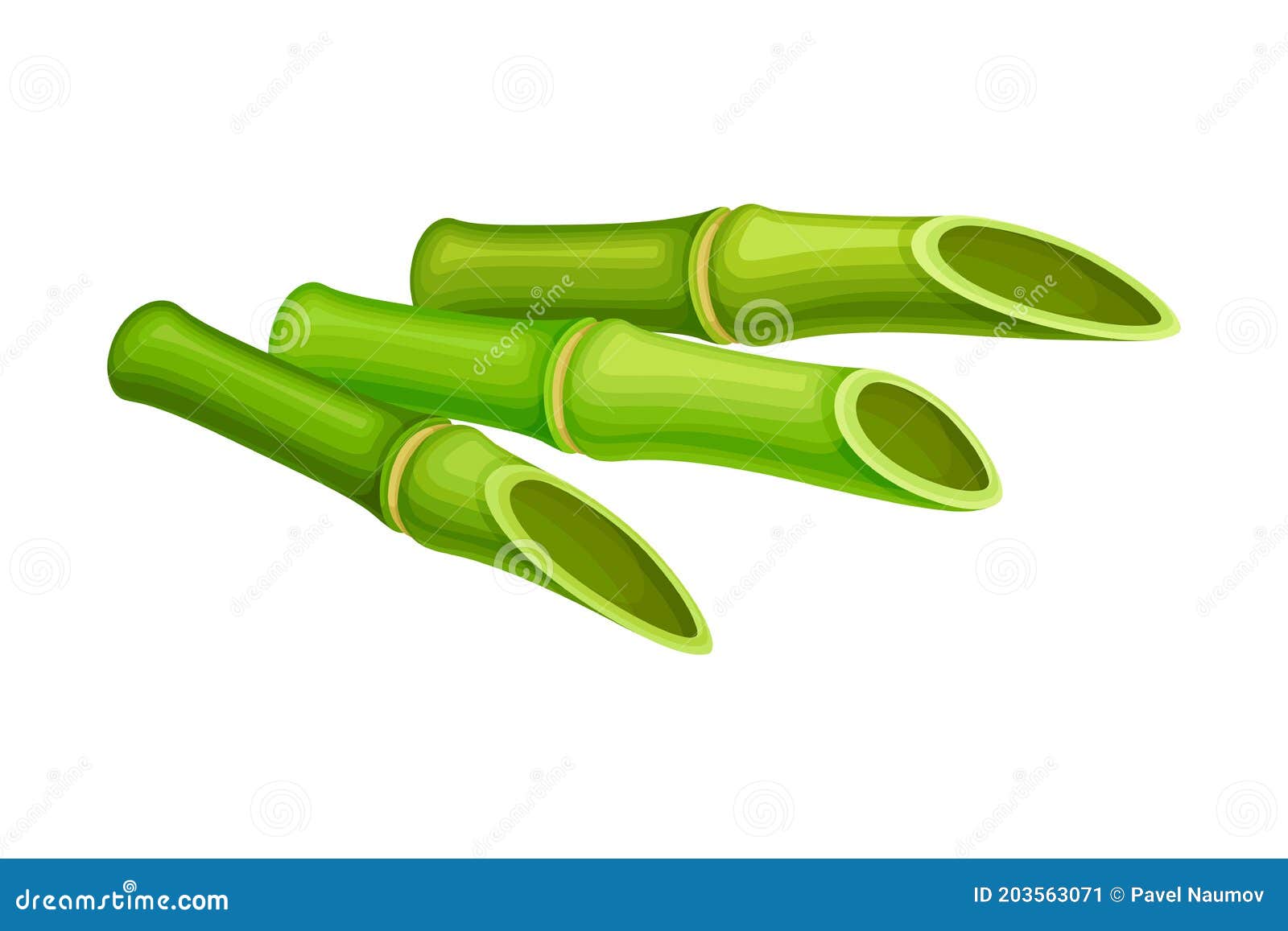 Bamboo stick with hollow stem and green foliage Vector Image