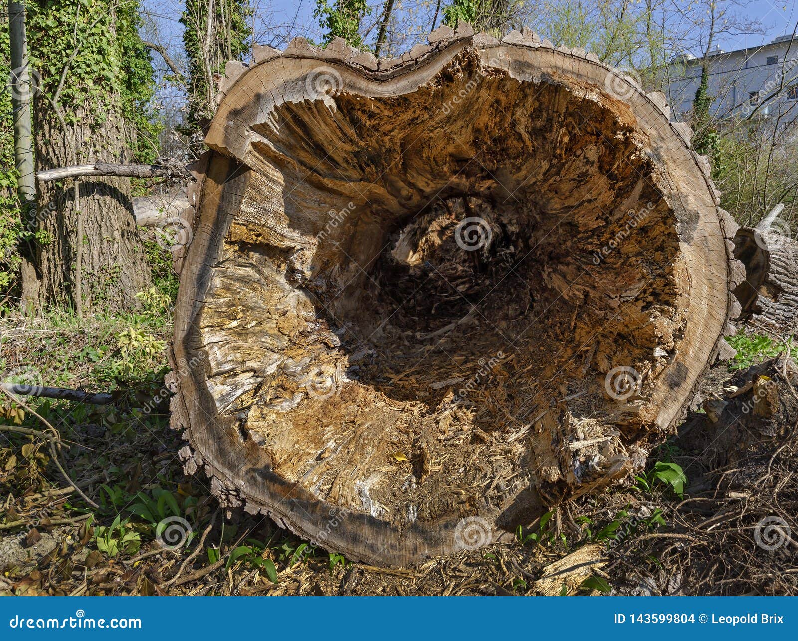 cut hollow tree bole