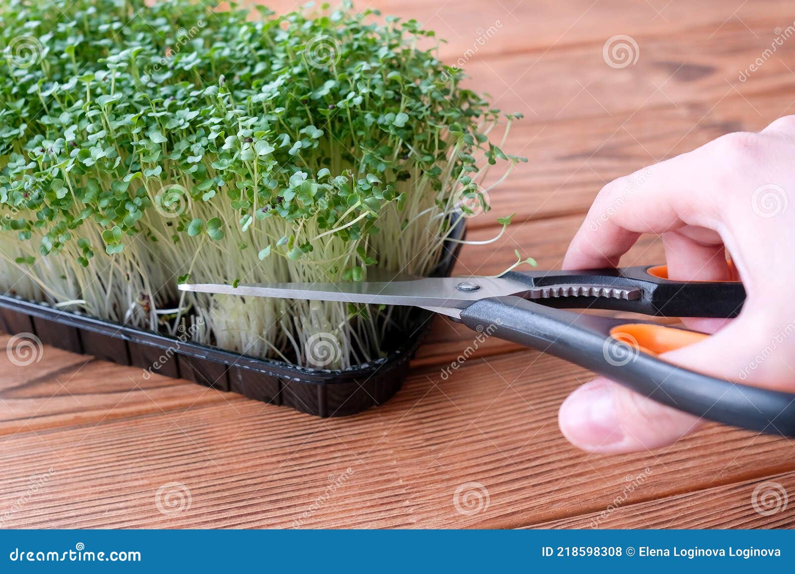 Cut Microgreens with Scissors. Green Edible Grass Stock Photo Image