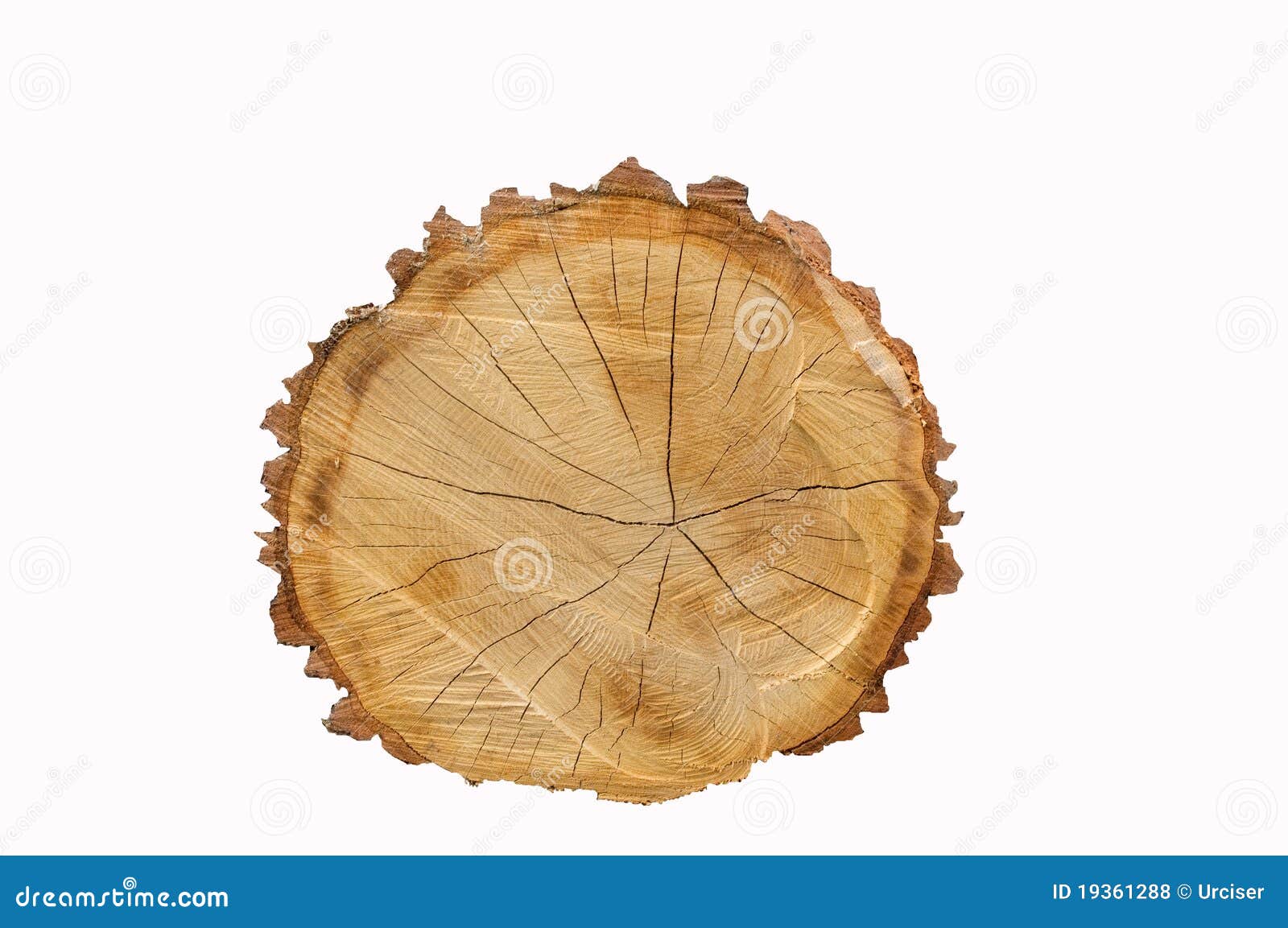 Cut oak log isolated stock photo. Image of wooden, white 19361288