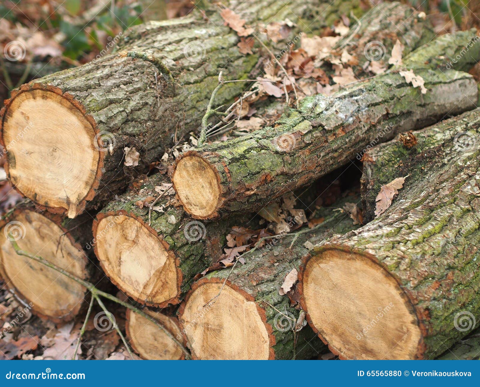 Cut oak tree logs stock photo. Image of pile, structure 65565880