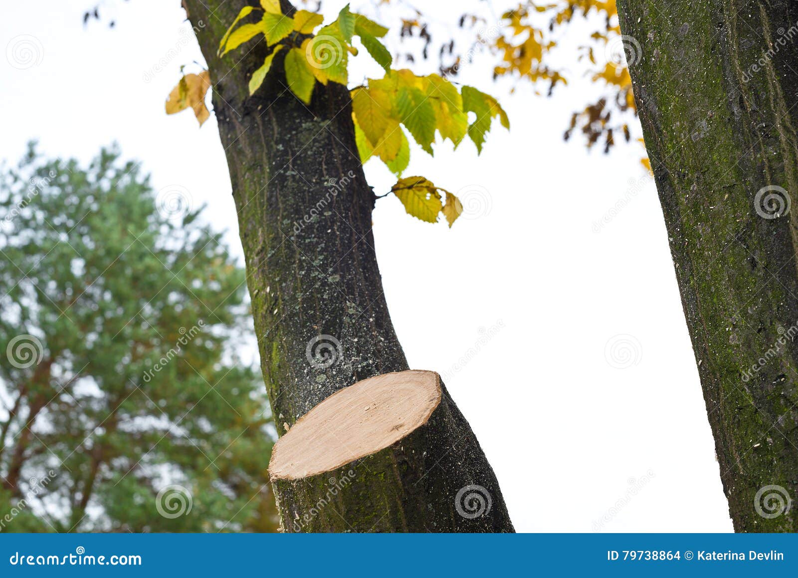 Cut off branch stock photo. Image of scenery, landscape 79738864