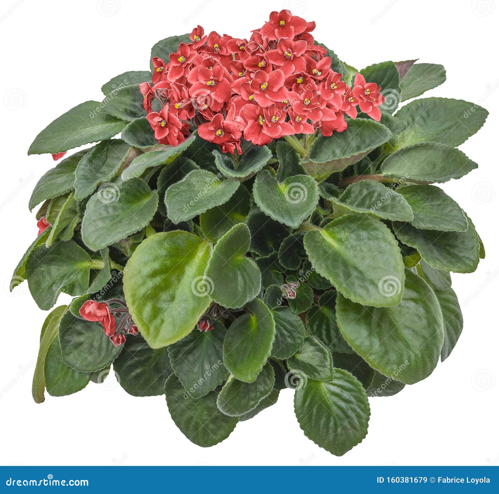 African Violets Flower Red Stock Photos - Free & Royalty-Free Stock Photos  from Dreamstime