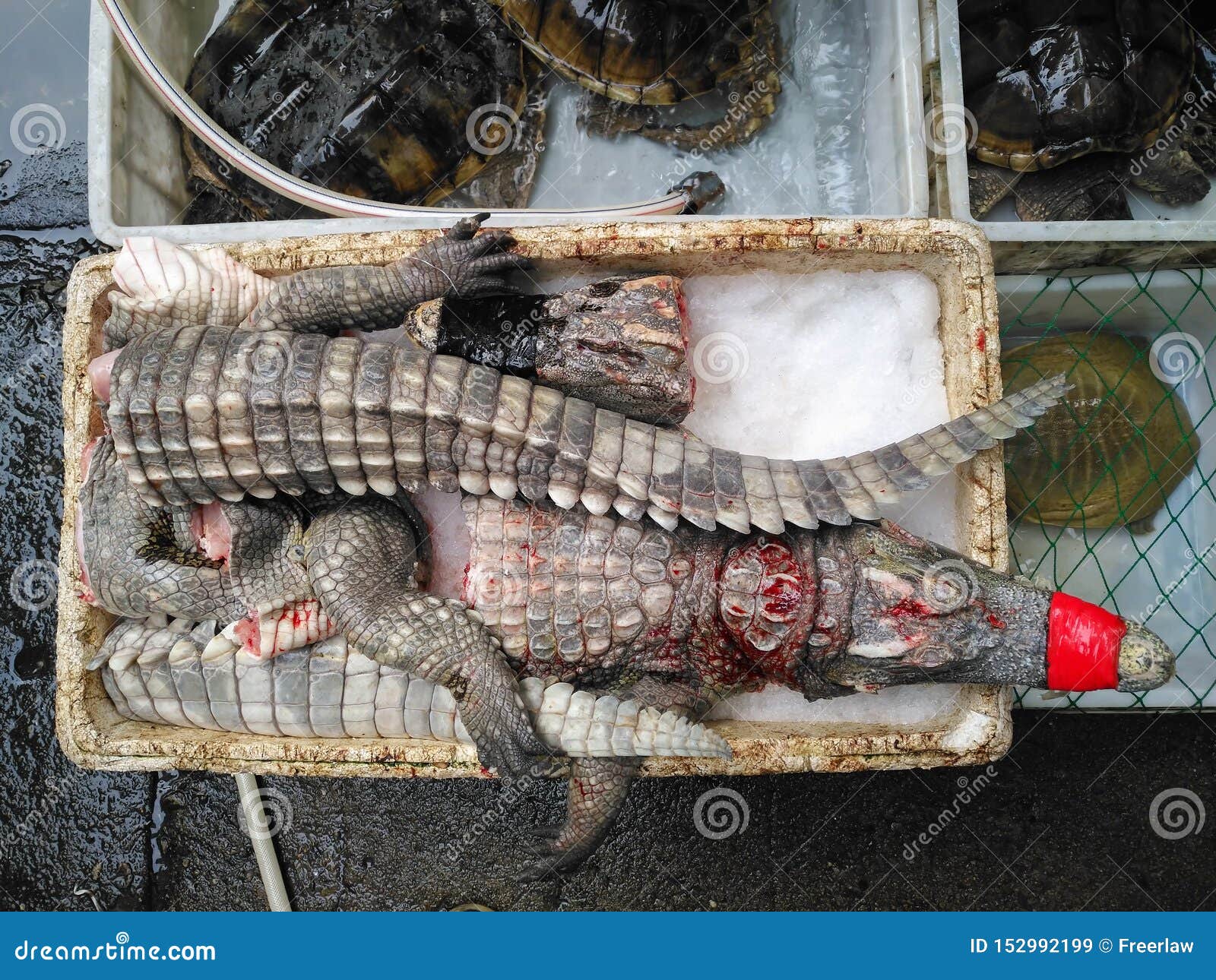 Cut Out Alligator Being Sold on Market Stock Image Image of alligator