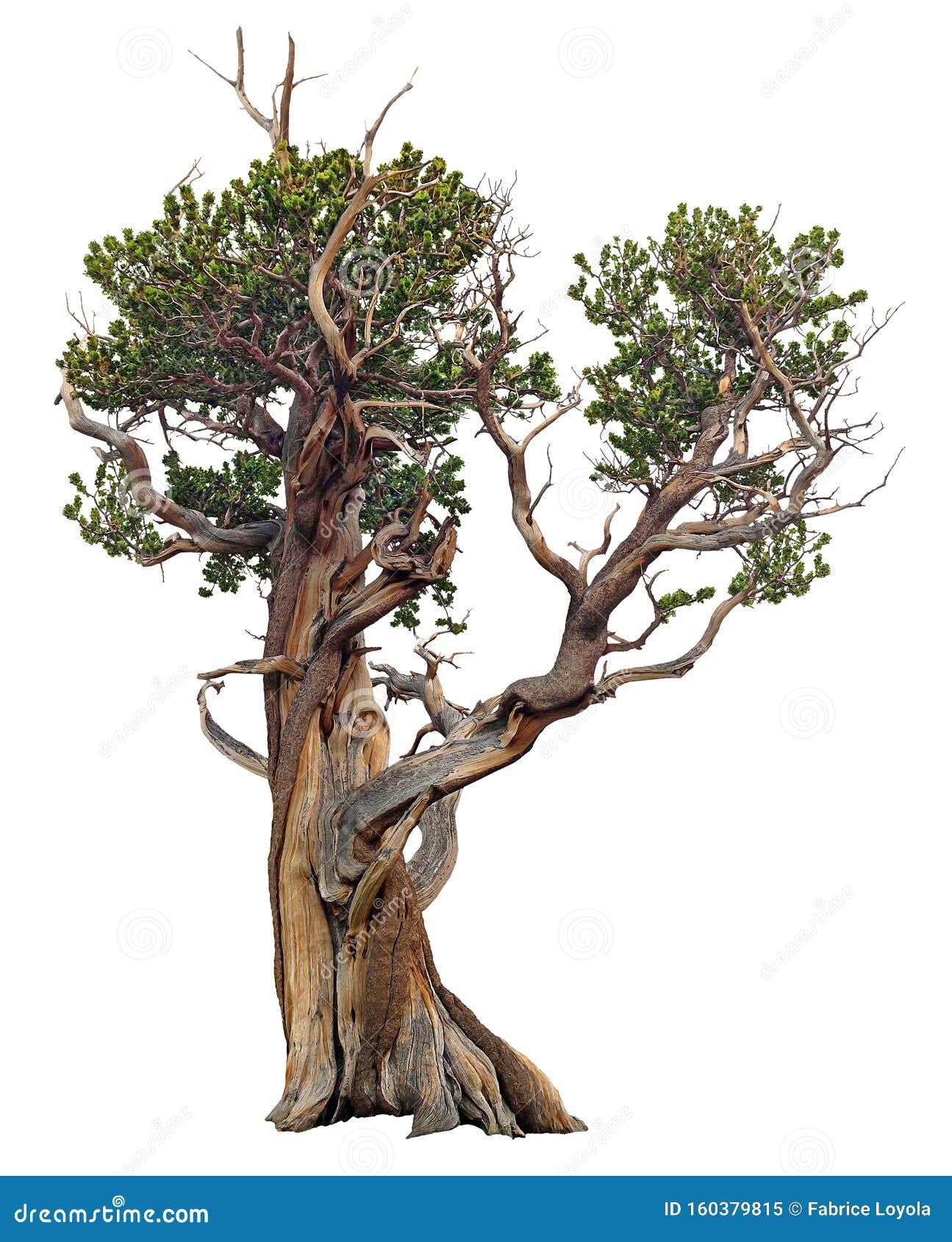 cut out bristlecone pine with twisted trunk