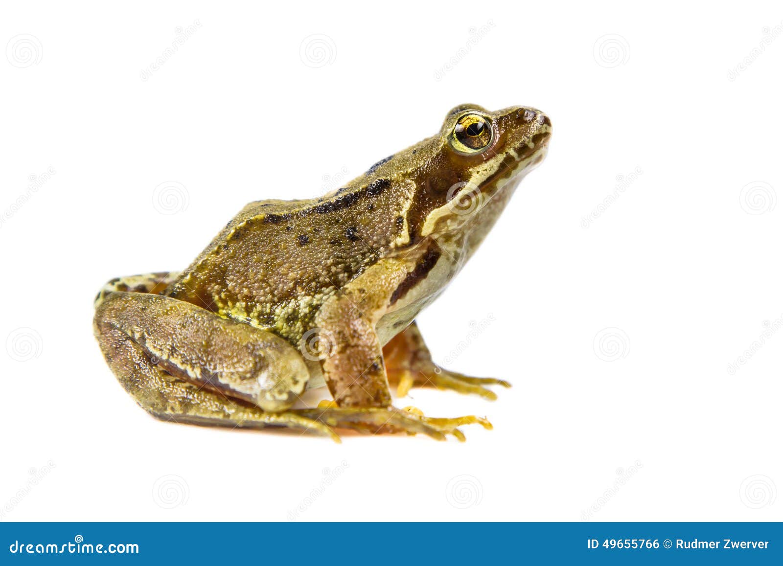 cut out common frog
