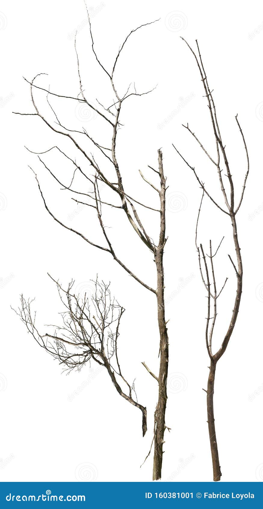 tree branch png