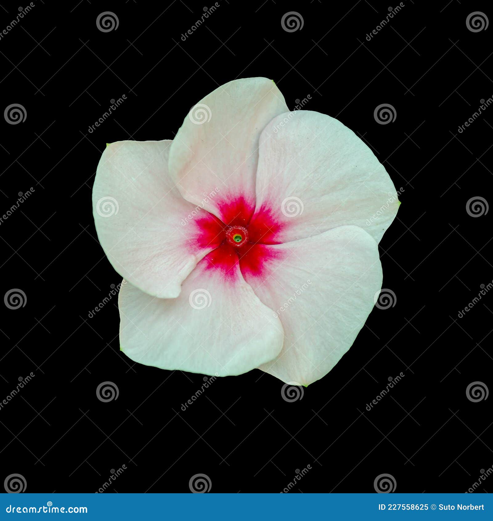 Cut Out Flower on Isolated Background Stock Image - Image of floral,  colorful: 227558625