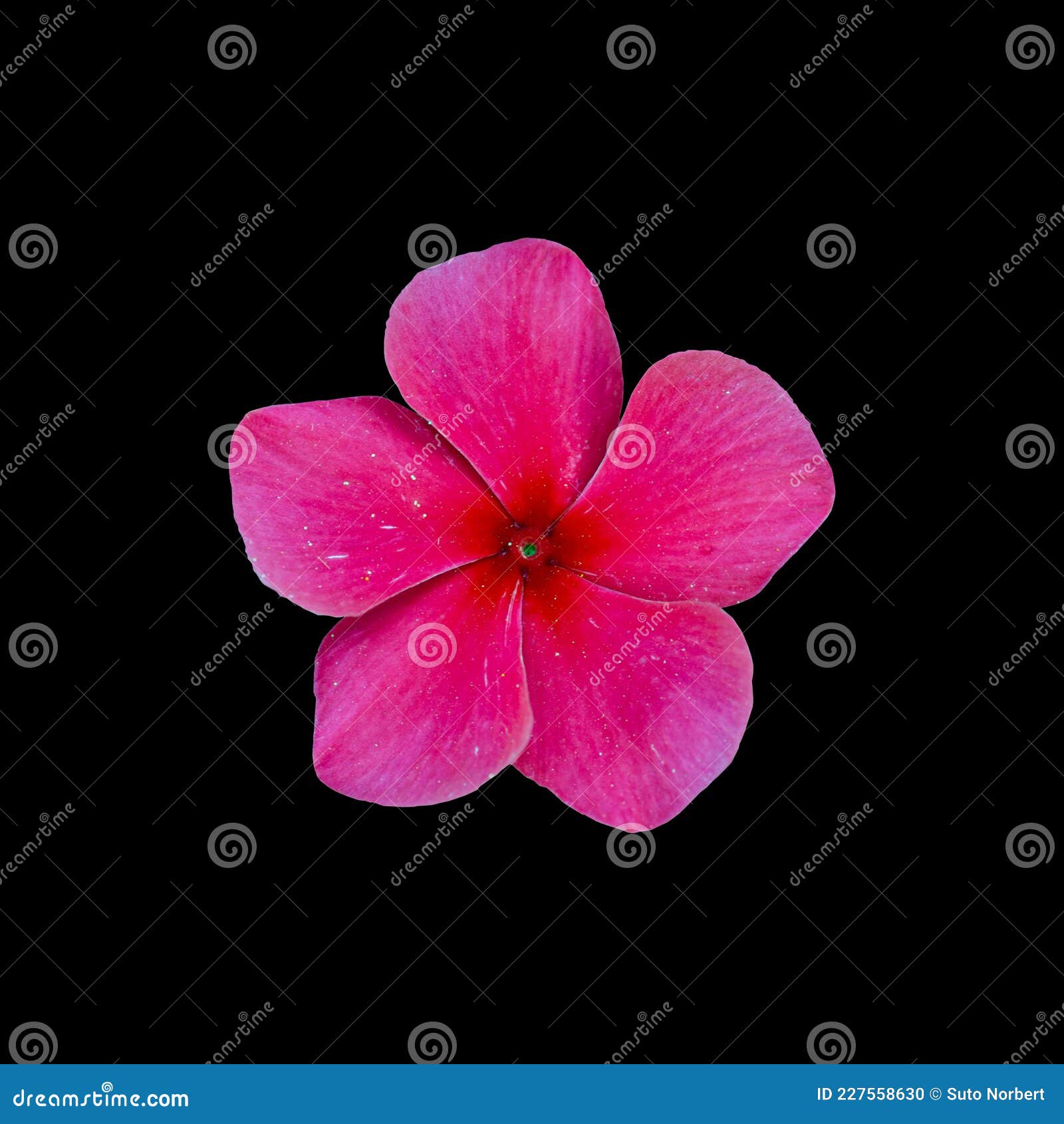 Cut Out Flower on Isolated Background Stock Photo - Image of macro, nature:  227558630