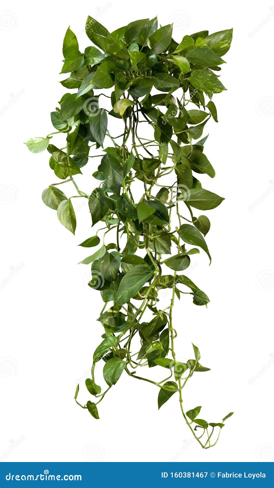 cut out ivy plant. tropical vegetation