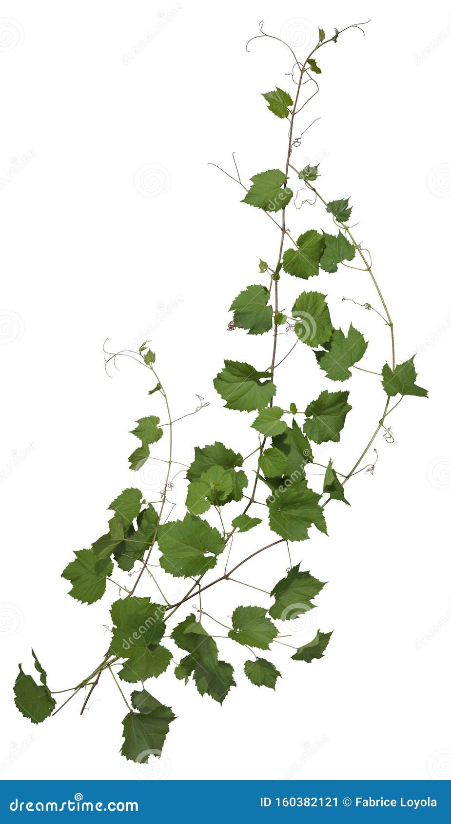cut out ivy plant. wine plant in summer