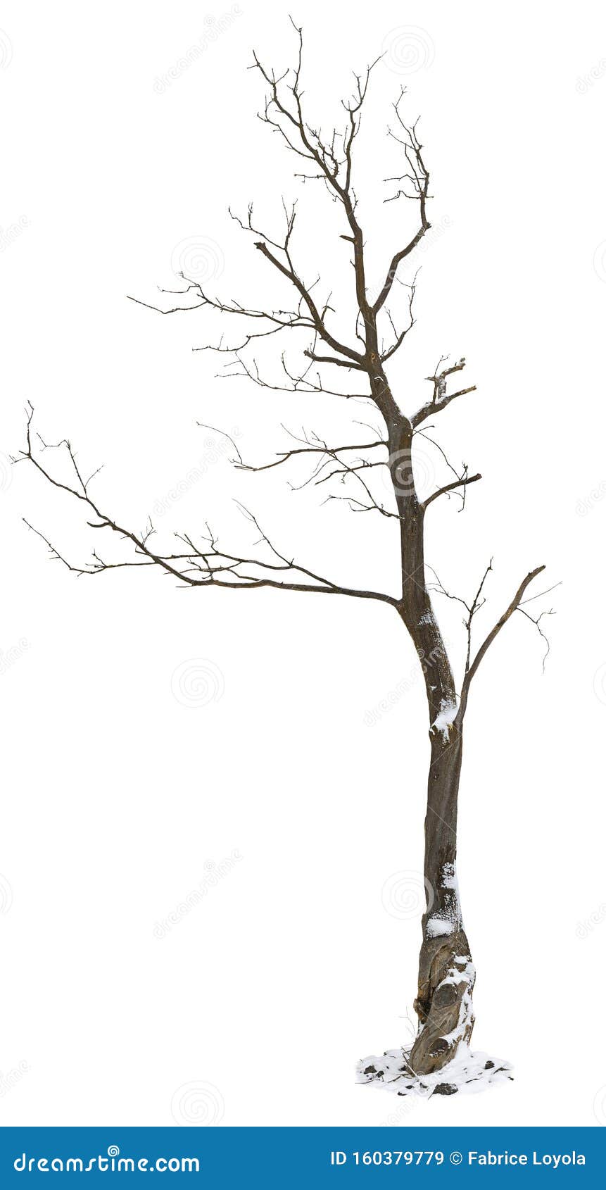 225 Snow Tree Png Stock Photos - Free & Royalty-Free Stock Photos from  Dreamstime