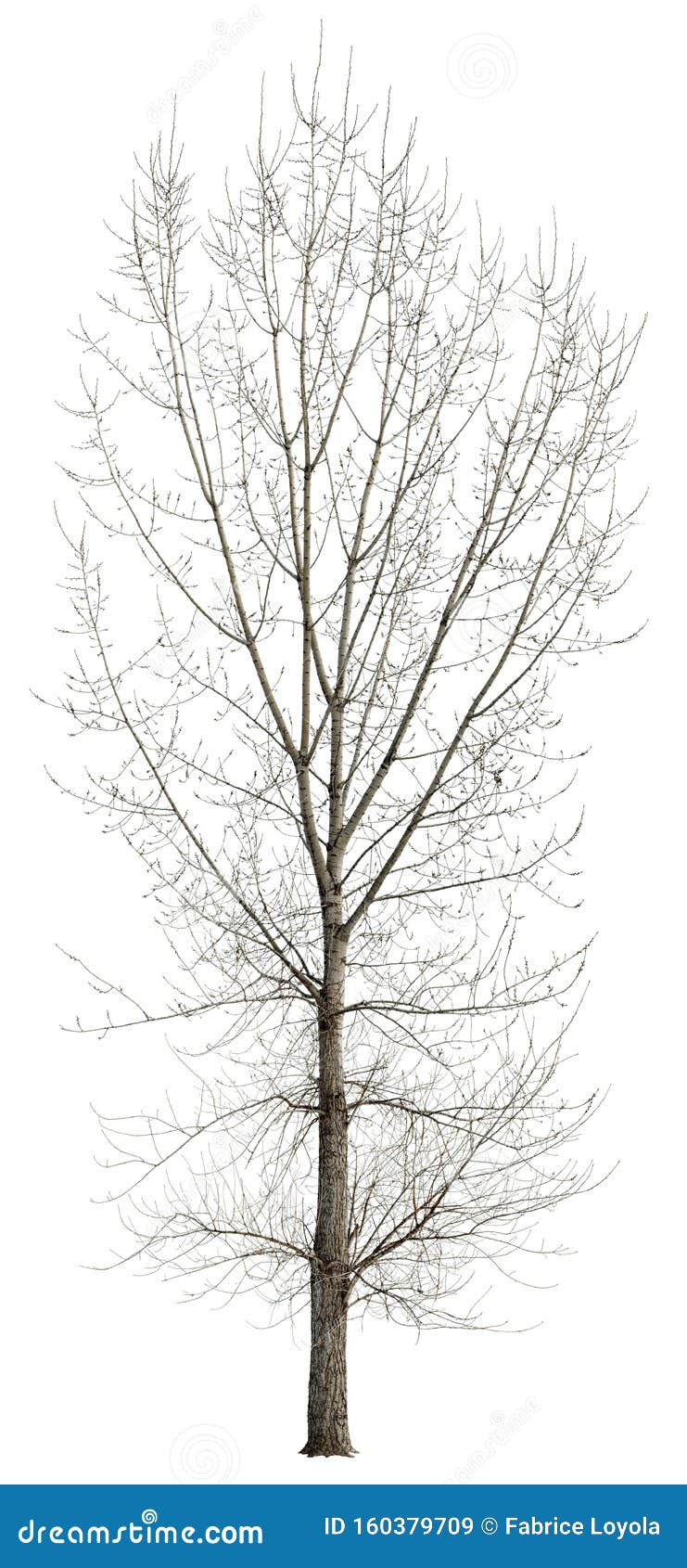 cut out tree. bare tree without leaves.