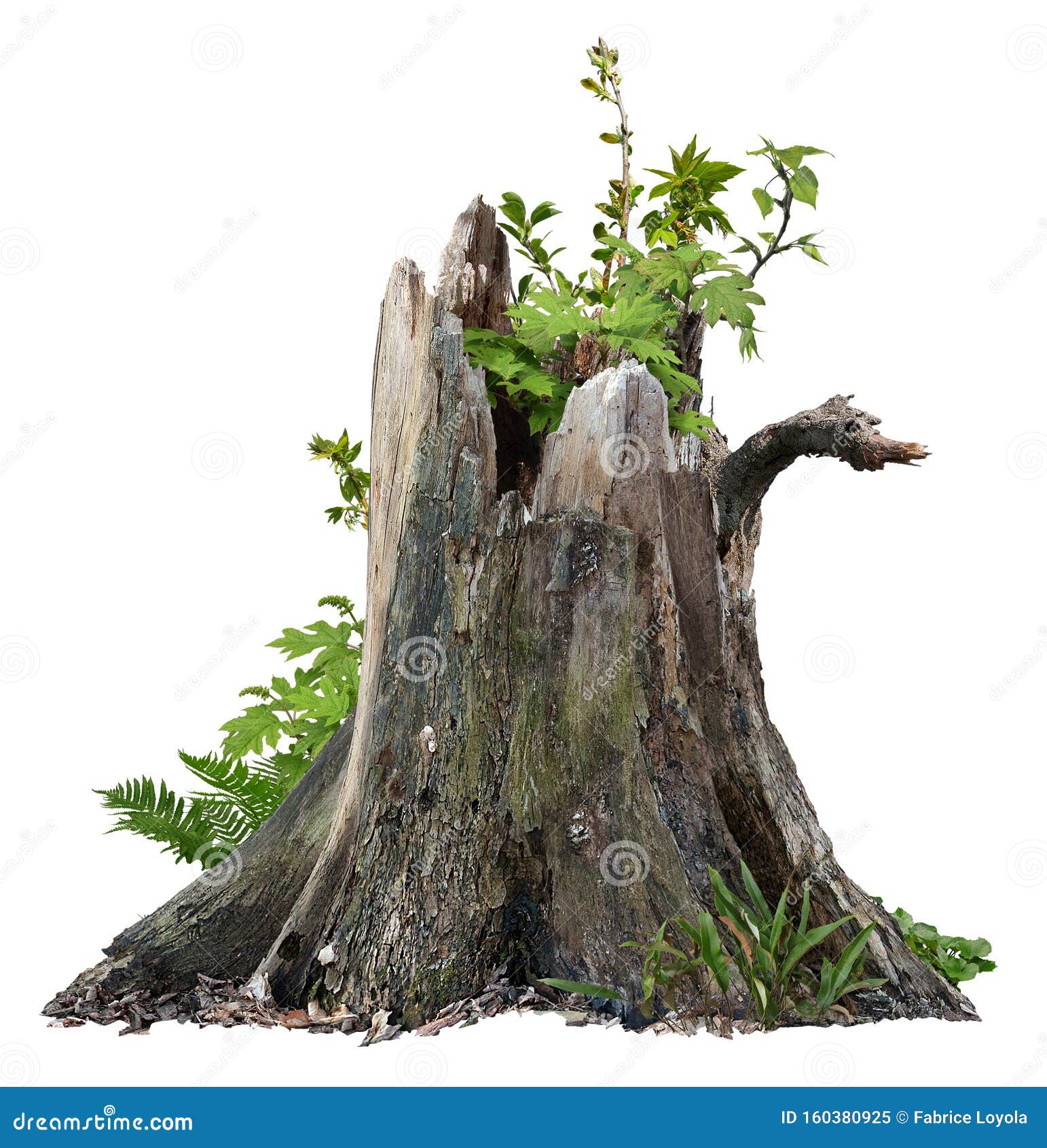 cut out tree stump. broken tree with green foliage