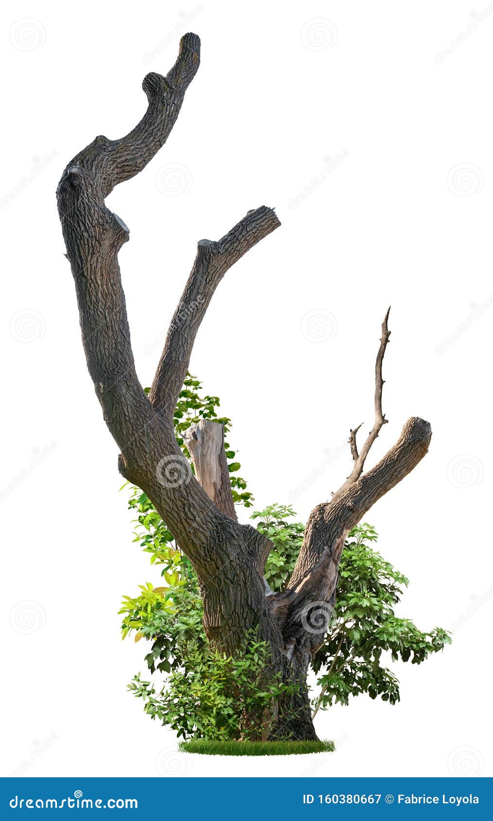 tree trunk with green leaves creeper 25063202 PNG