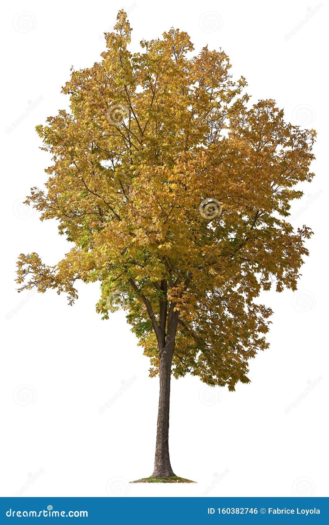 Cut Out Tree. Yellow Tree in Fall Isolated Stock Photo - Image of  composition, leafs: 160382746