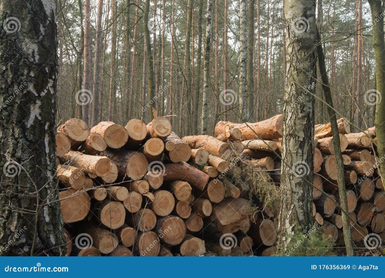 Cut pine logs in forest stock image. Image of natural 176356369