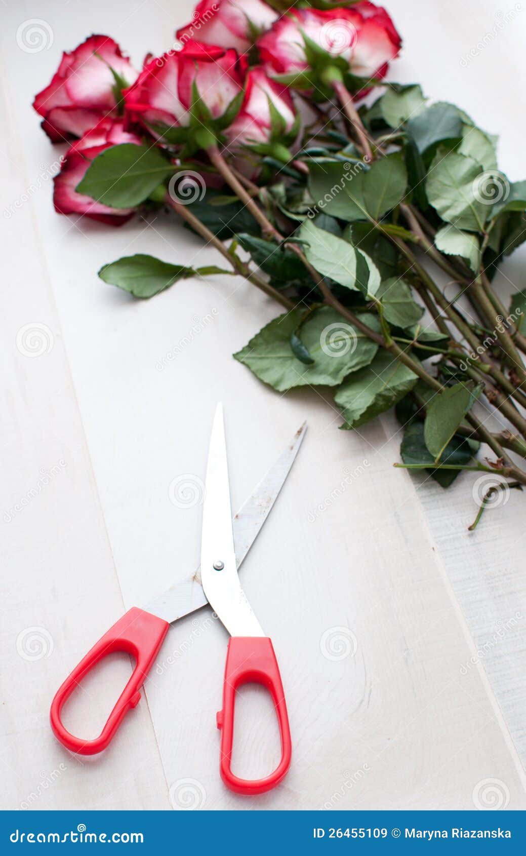 Cut roses and scissors stock image. Image of scissors 26455109