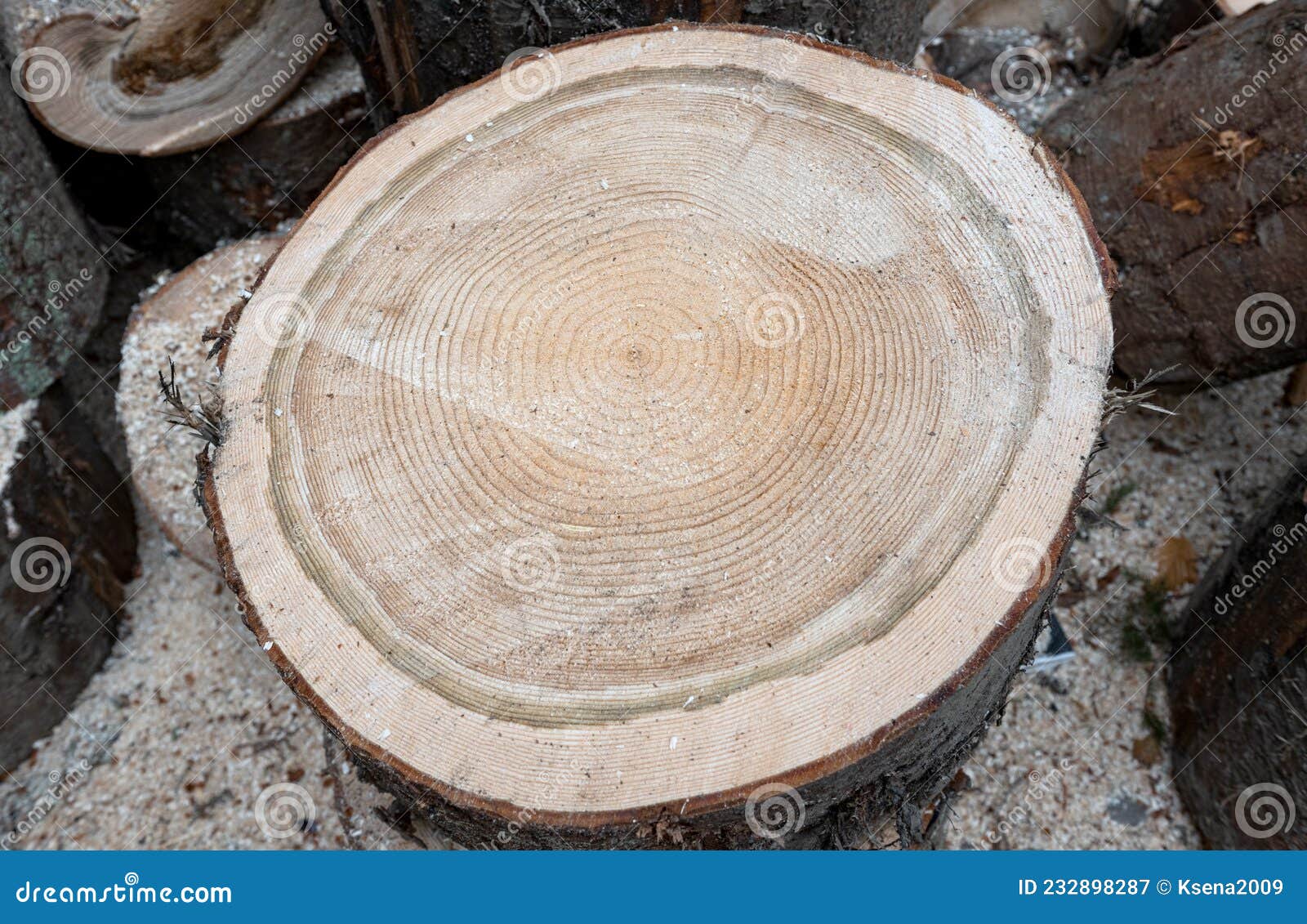 Cut Spruce Tree Vegetative Close Up Stock Image Image of bark, energy