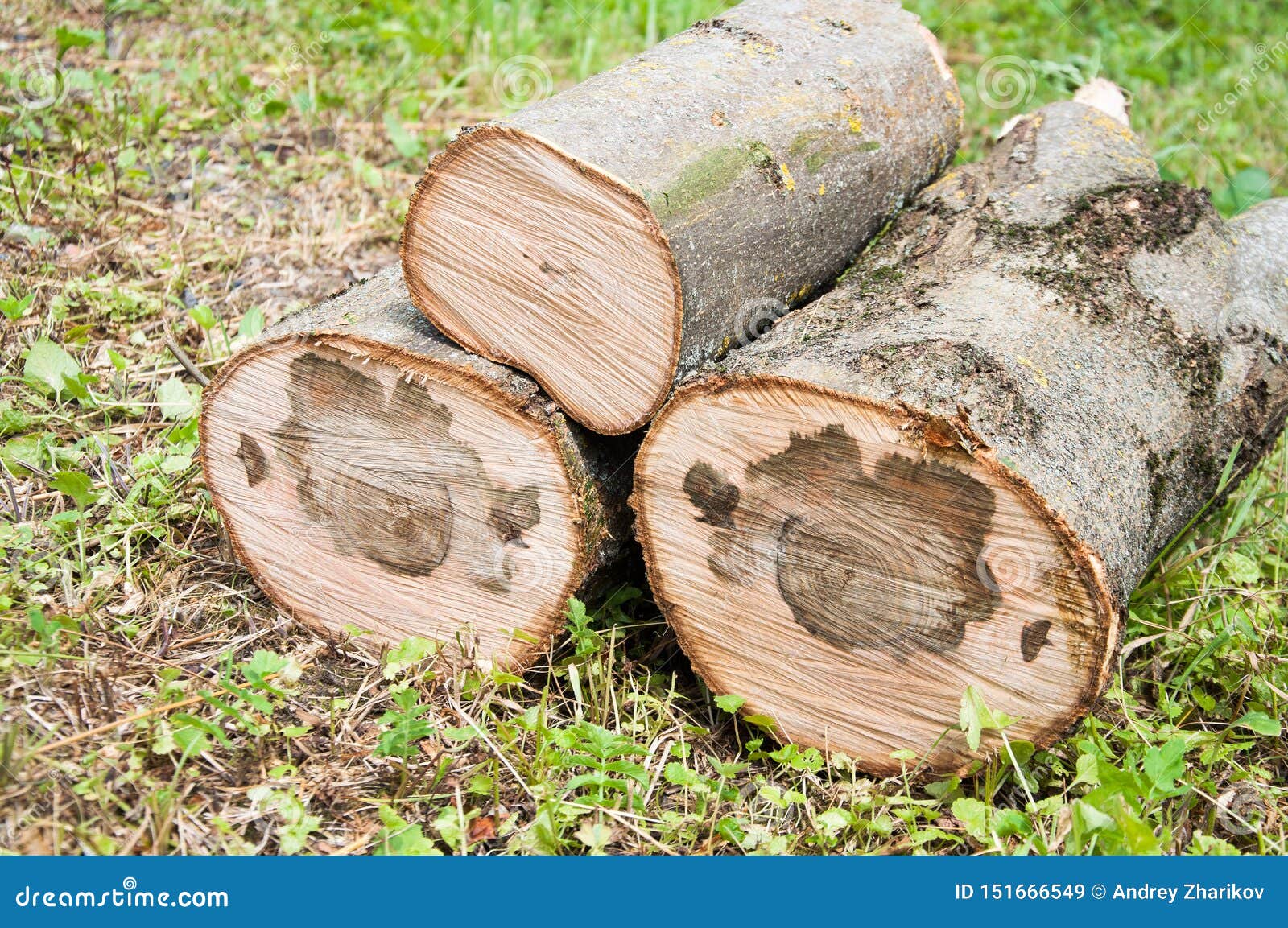 Cut Thick Tree Trunk. Wood Texture Stock Image Image of white, lumber