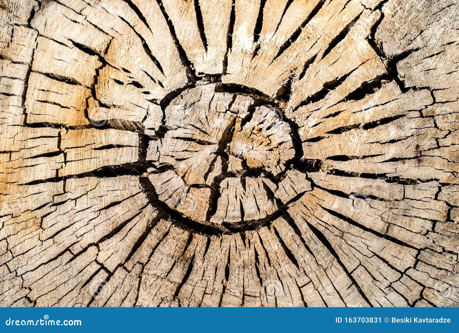 Tree Circles Stock Photos Download 4,974 Royalty Free Photos