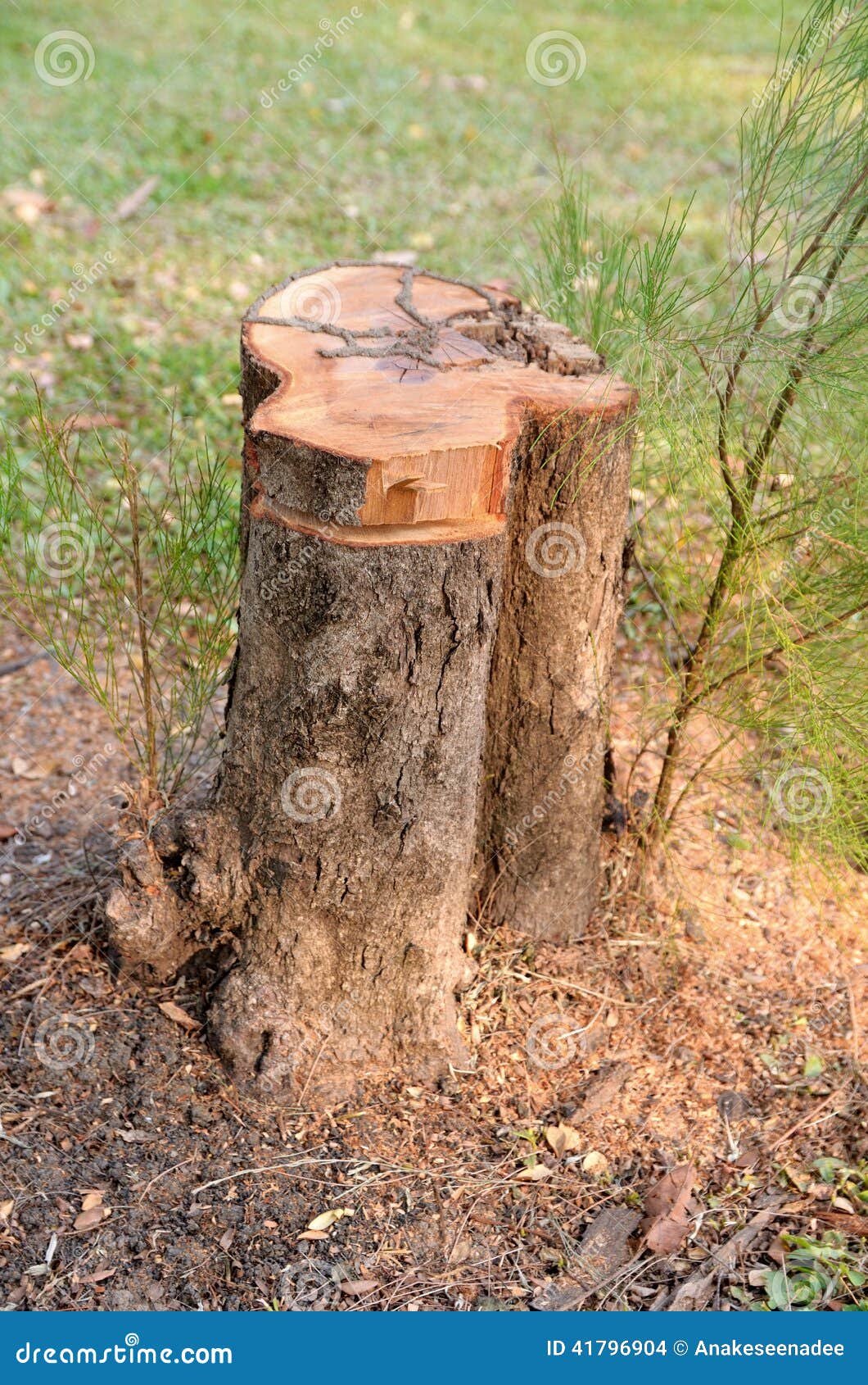 Clean cutt tree service in wilmington de
