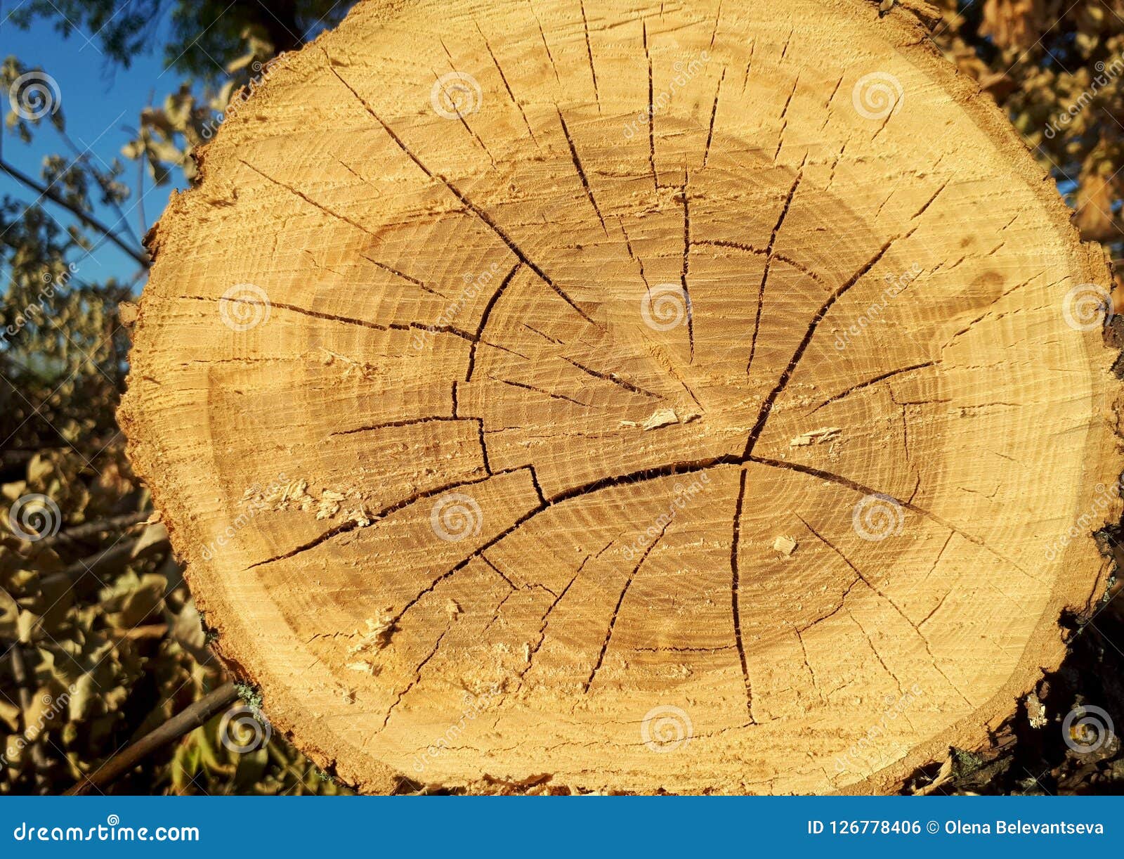 Tree Ring Dating Lesson, Dendrochronology, Plant Vascular System | Science  classroom, Lesson, Science education