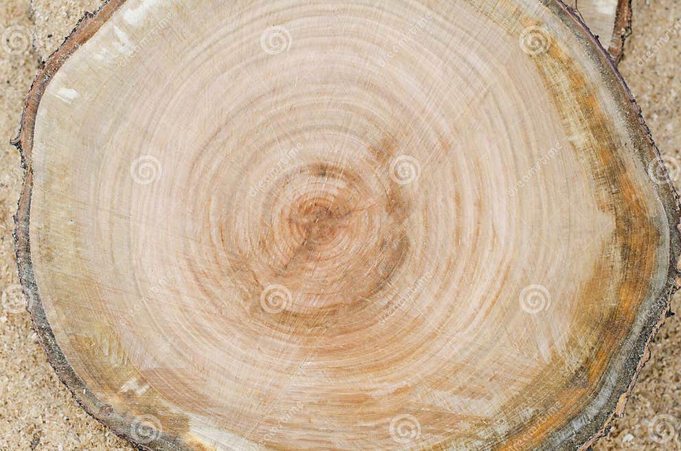 Cut a Tree. Slice. Wooden Slab. Tree Rings of the Trunk. Stock Photo