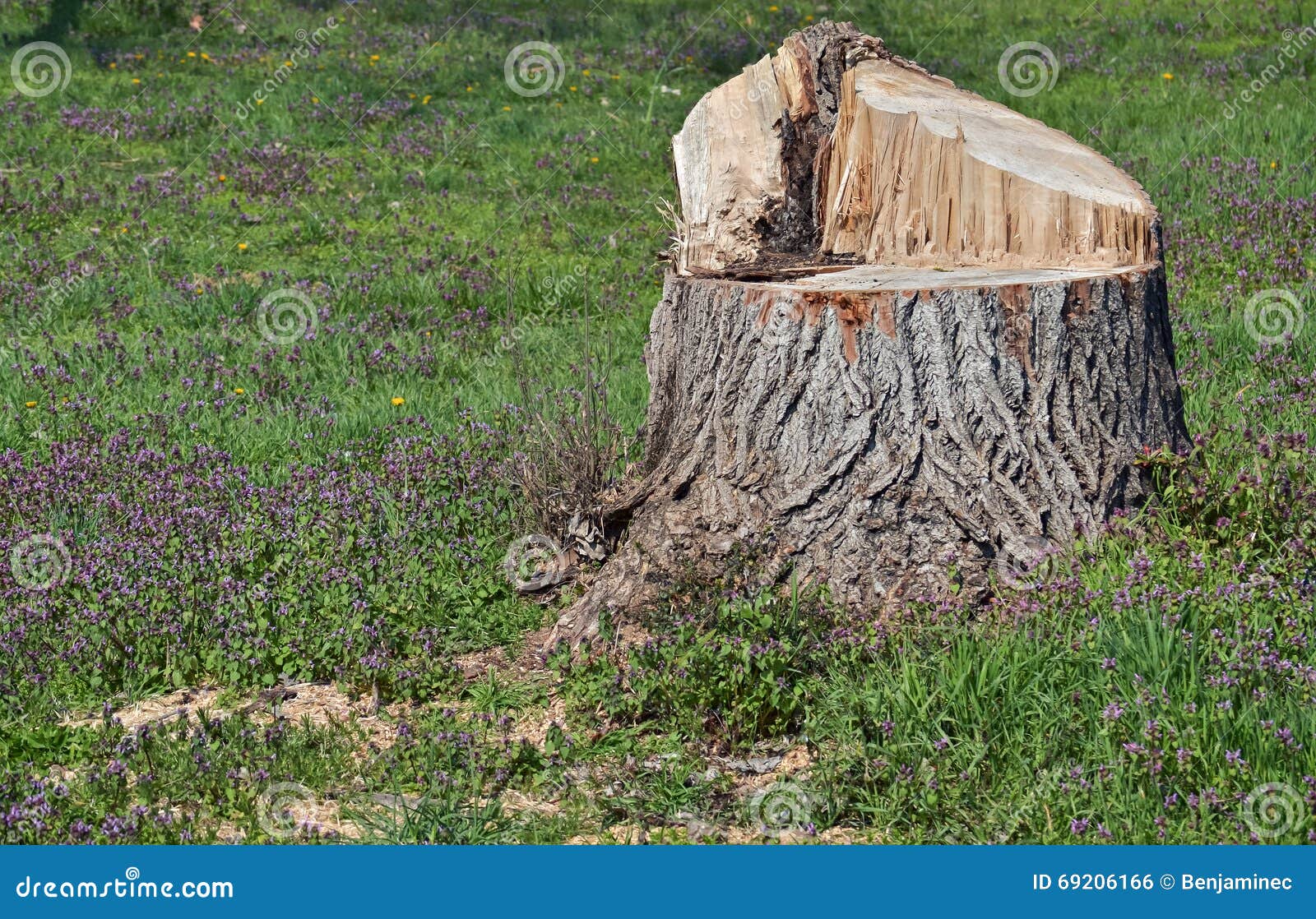 Cut tree trunk stock photo. Image of chop, tree, timber 69206166