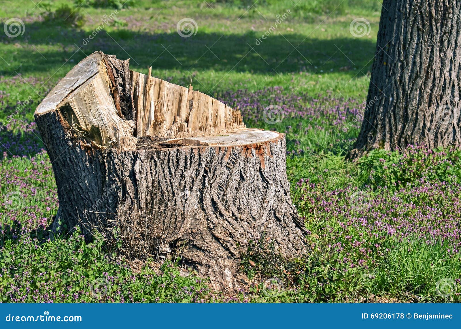 Cut tree trunk stock photo. Image of bark, billet, rough 69206178