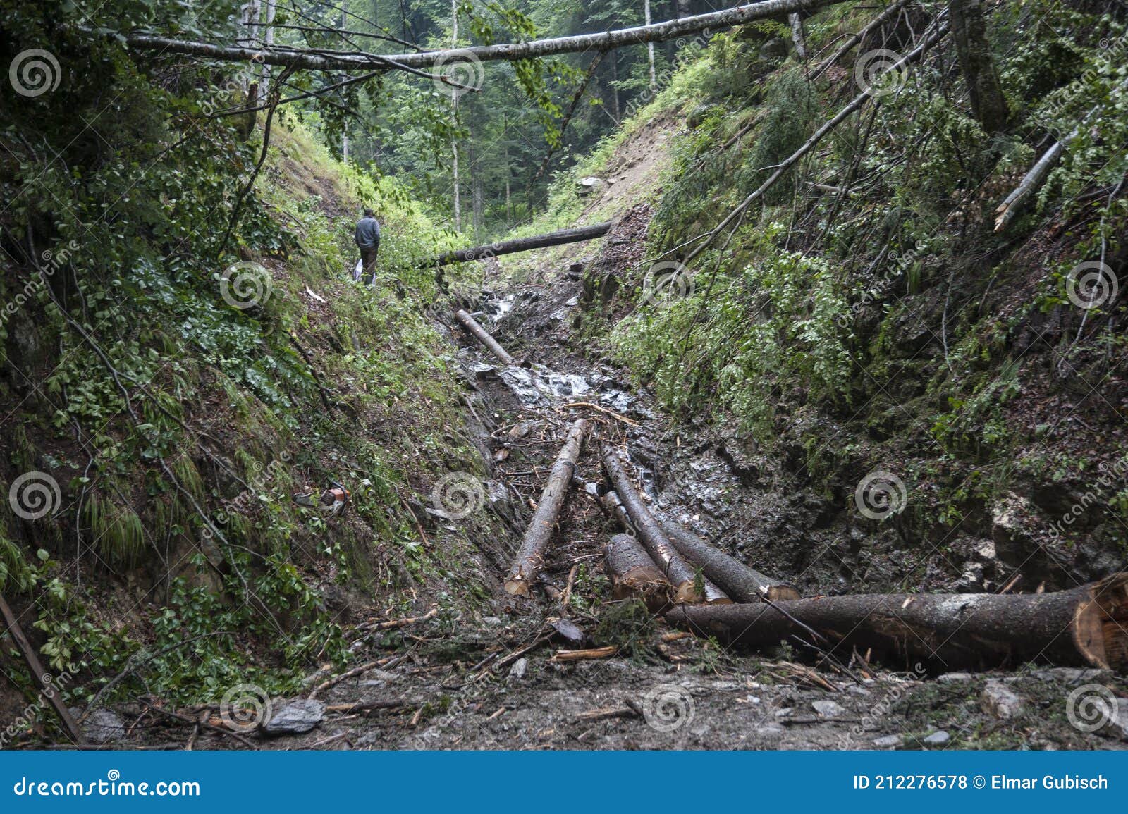 Cut Tree Trunks in a Forest Stock Photo Image of country, cluster 212276578