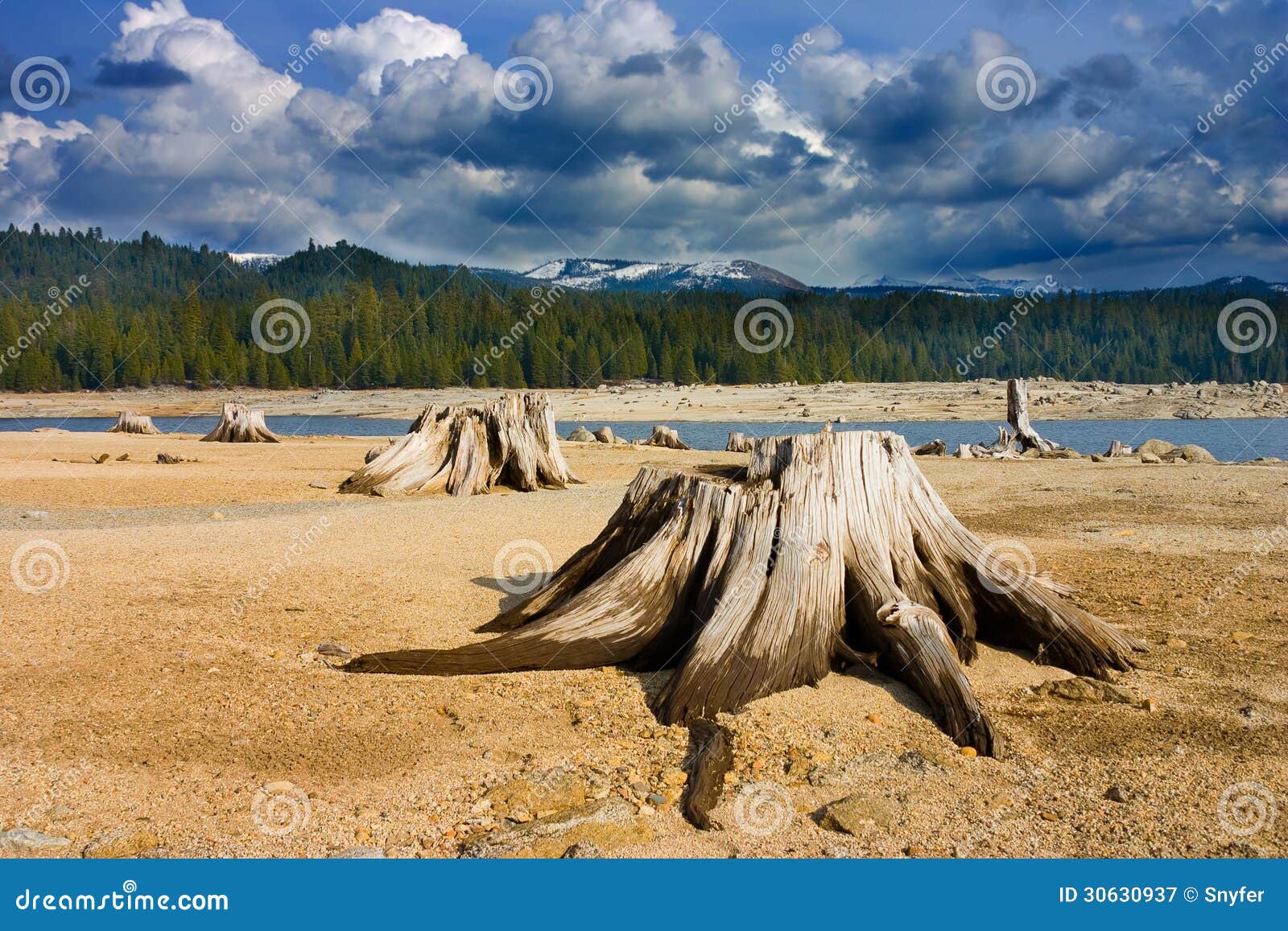 Cut Trees in High Sierras, California. Stock Image Image of