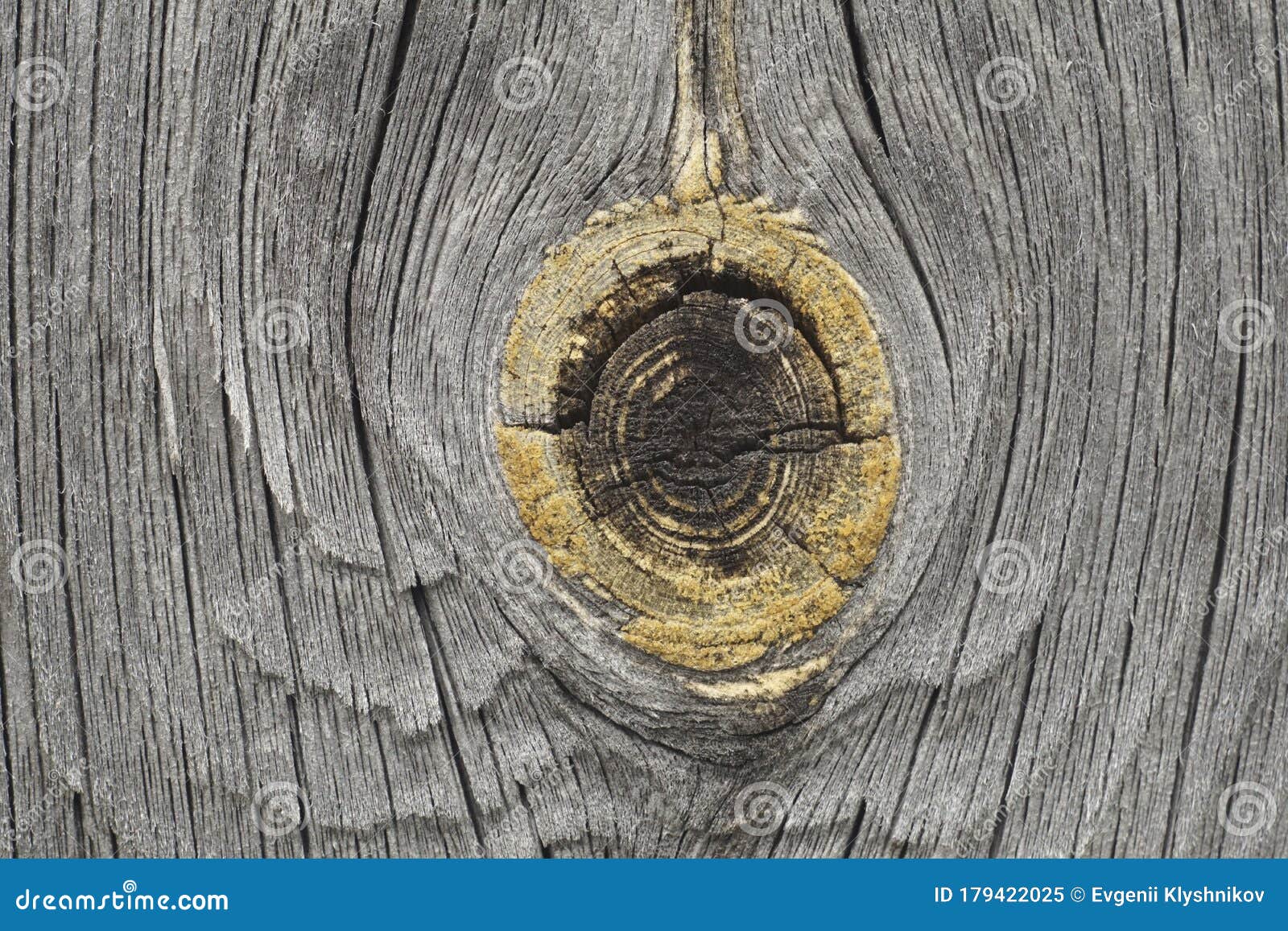 Cut Wood Knot Wooden Board with a Cut Knot Stock Image Image of