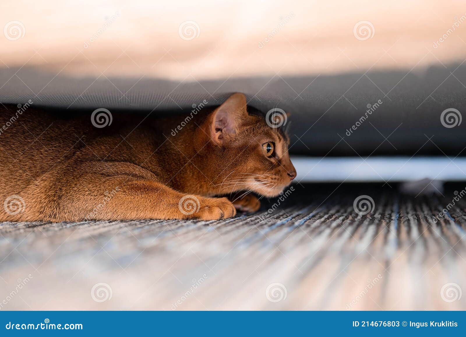Cute Abyssiniancat Hiding Under the Bed. Stock Image Image of funny