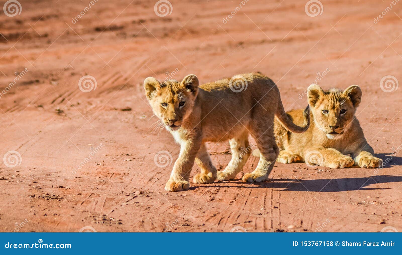 Cute and Adorable Brown Lion Cubs Running and Playing in a Game Reserve in  Johannesburg South Africa Stock Photo - Image of kitty, national: 153767158
