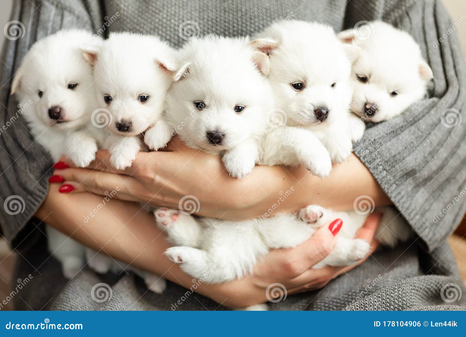 Cute Adorable Fluffy White Spitz Dog Puppies in Hands Stock Photo ...