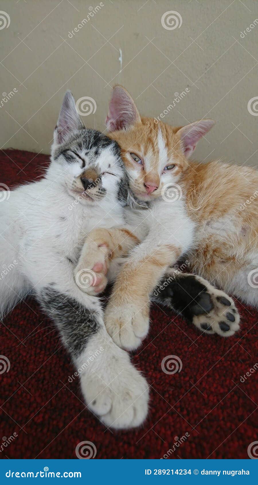 Cute Adorable Siblings Cats Stock Photo Image of siblingcats, cats
