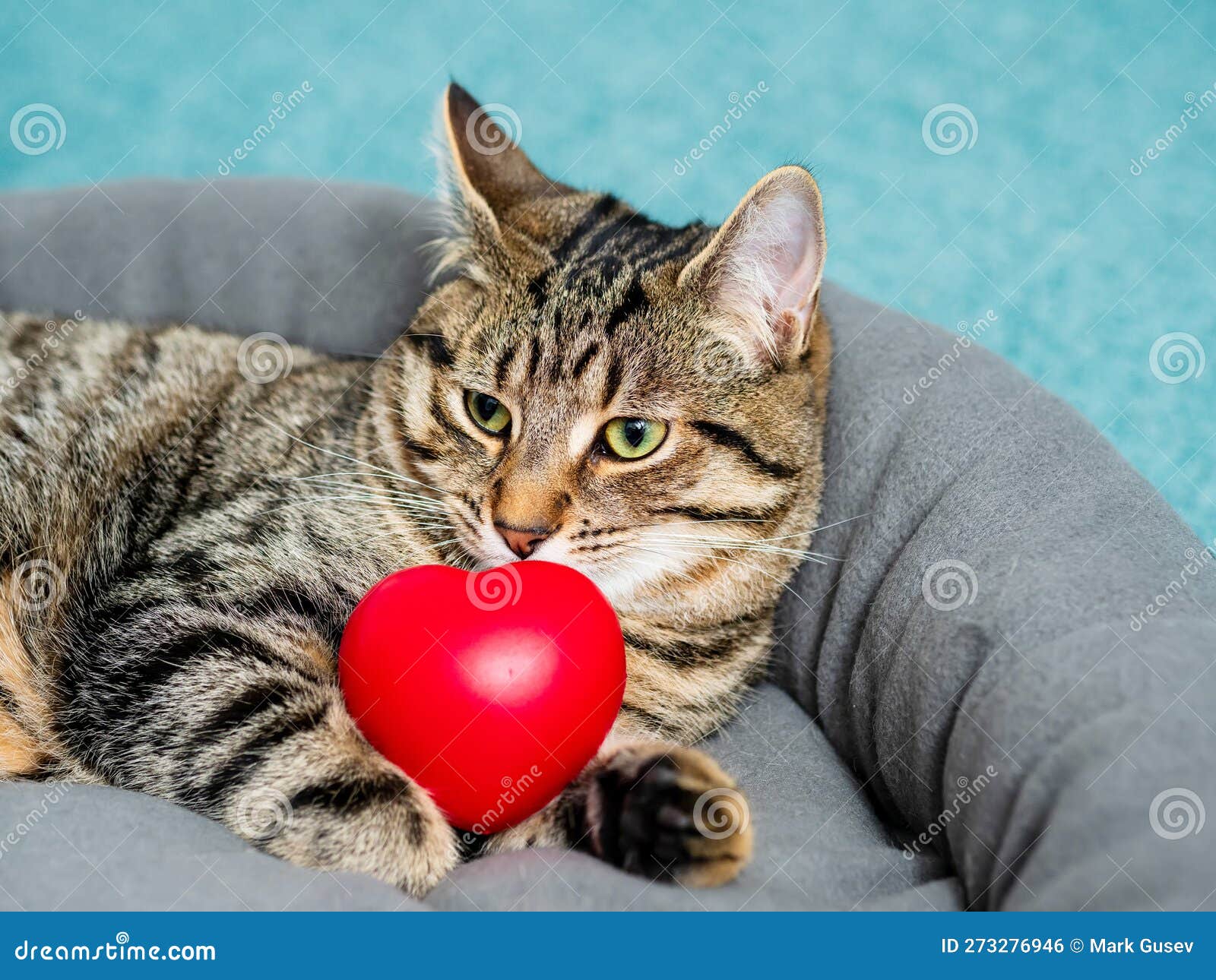cute adorable tabby cat posing with red heart  of love. passion for home pet concept. hot macho male in animal world. pet