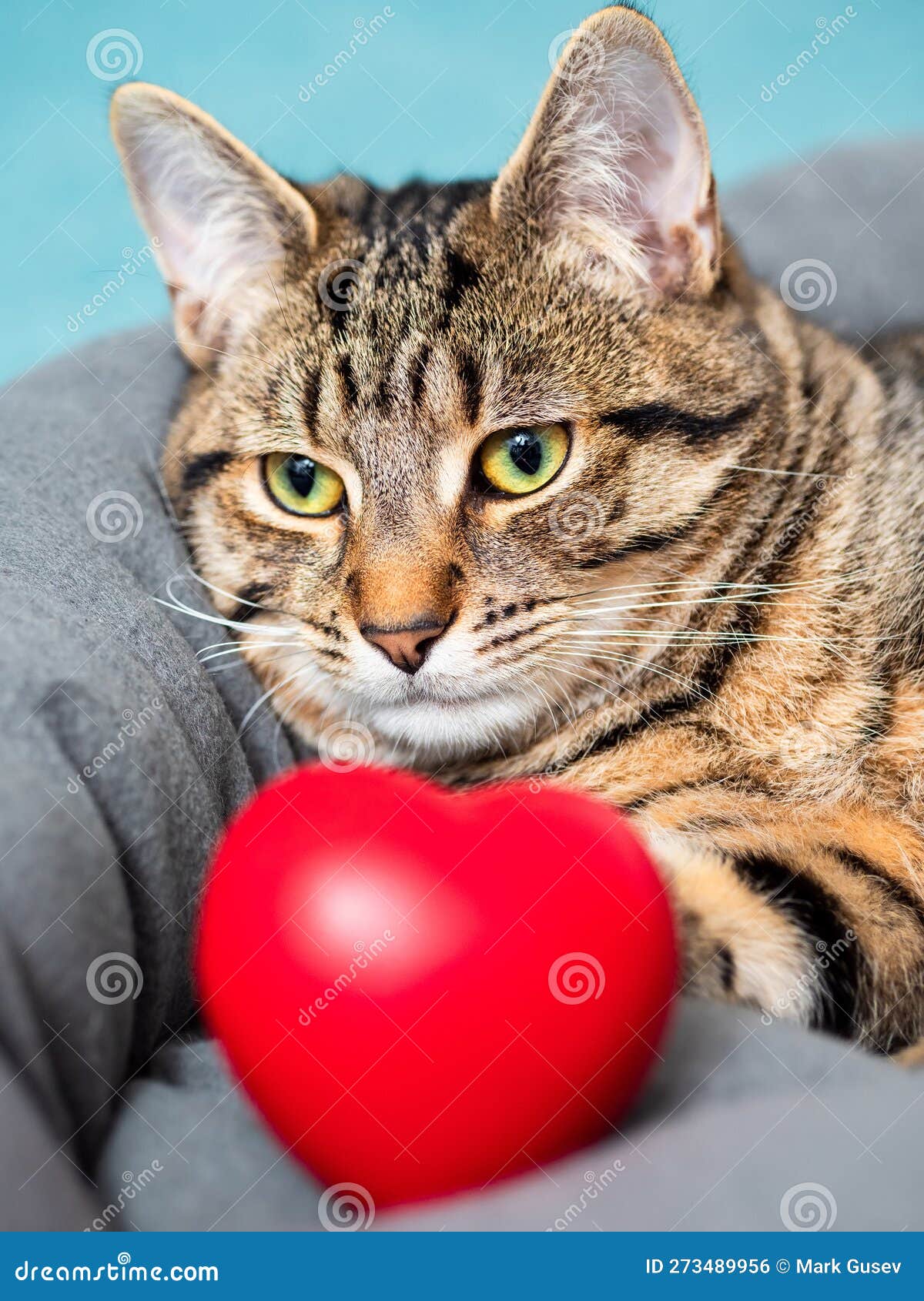 cute adorable tabby cat posing with red heart  of love. passion for home pet concept. hot macho male in animal world. pet