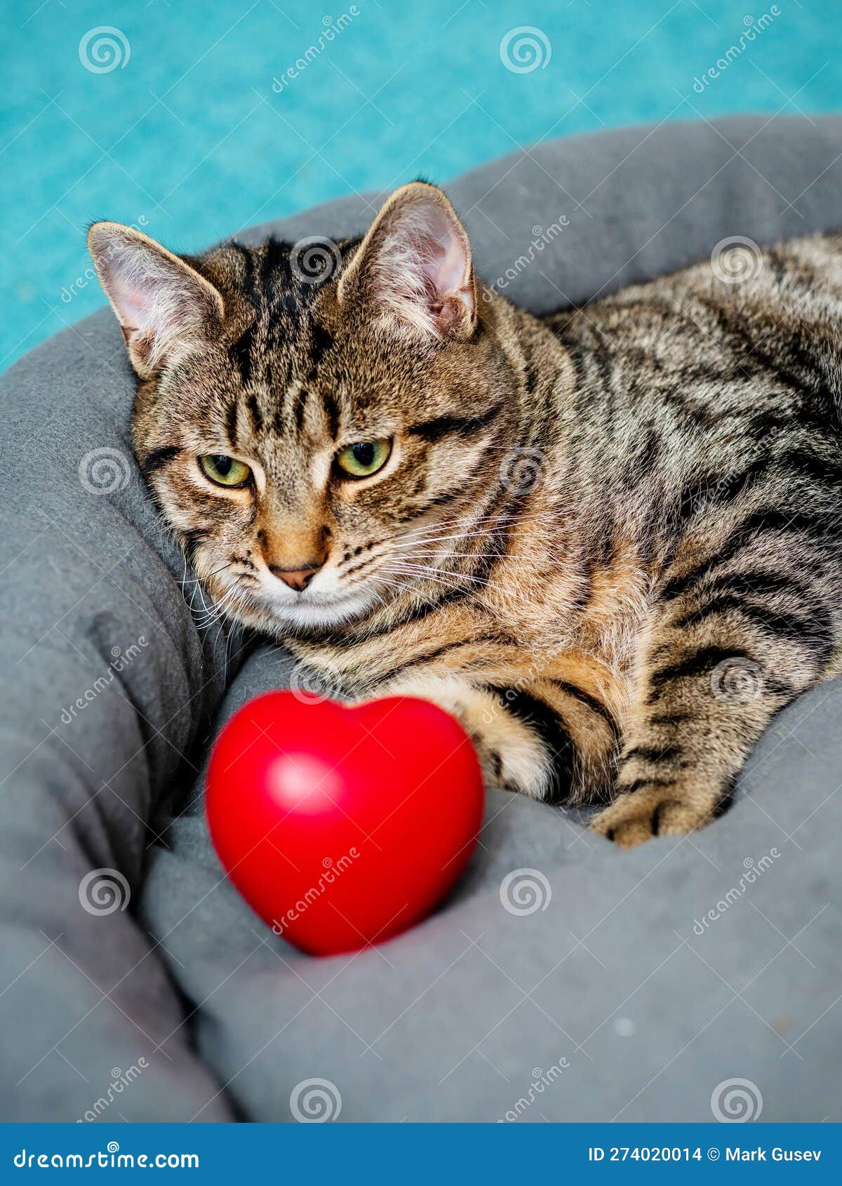 cute adorable tabby cat posing with red heart  of love. passion for home pet concept. hot macho male in animal world. pet