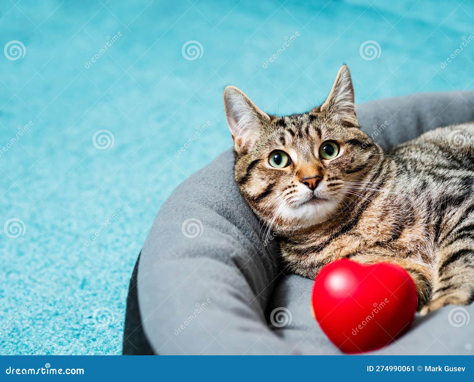 cute adorable tabby cat posing with red heart  of love. passion for home pet concept. hot macho male in animal world. pet