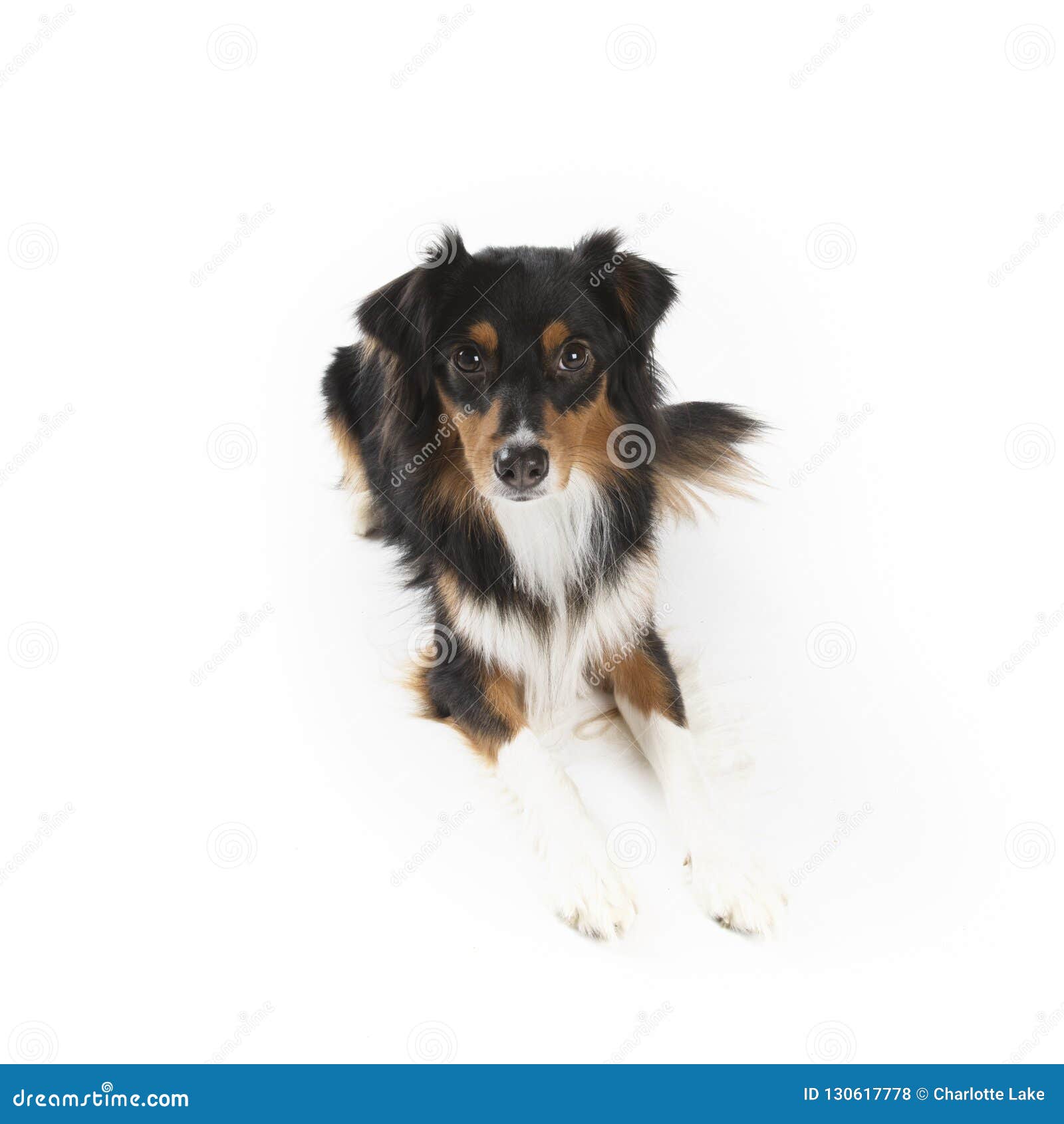 Black Tri Adult Aussie Stock Photo - Image of islolated, american: