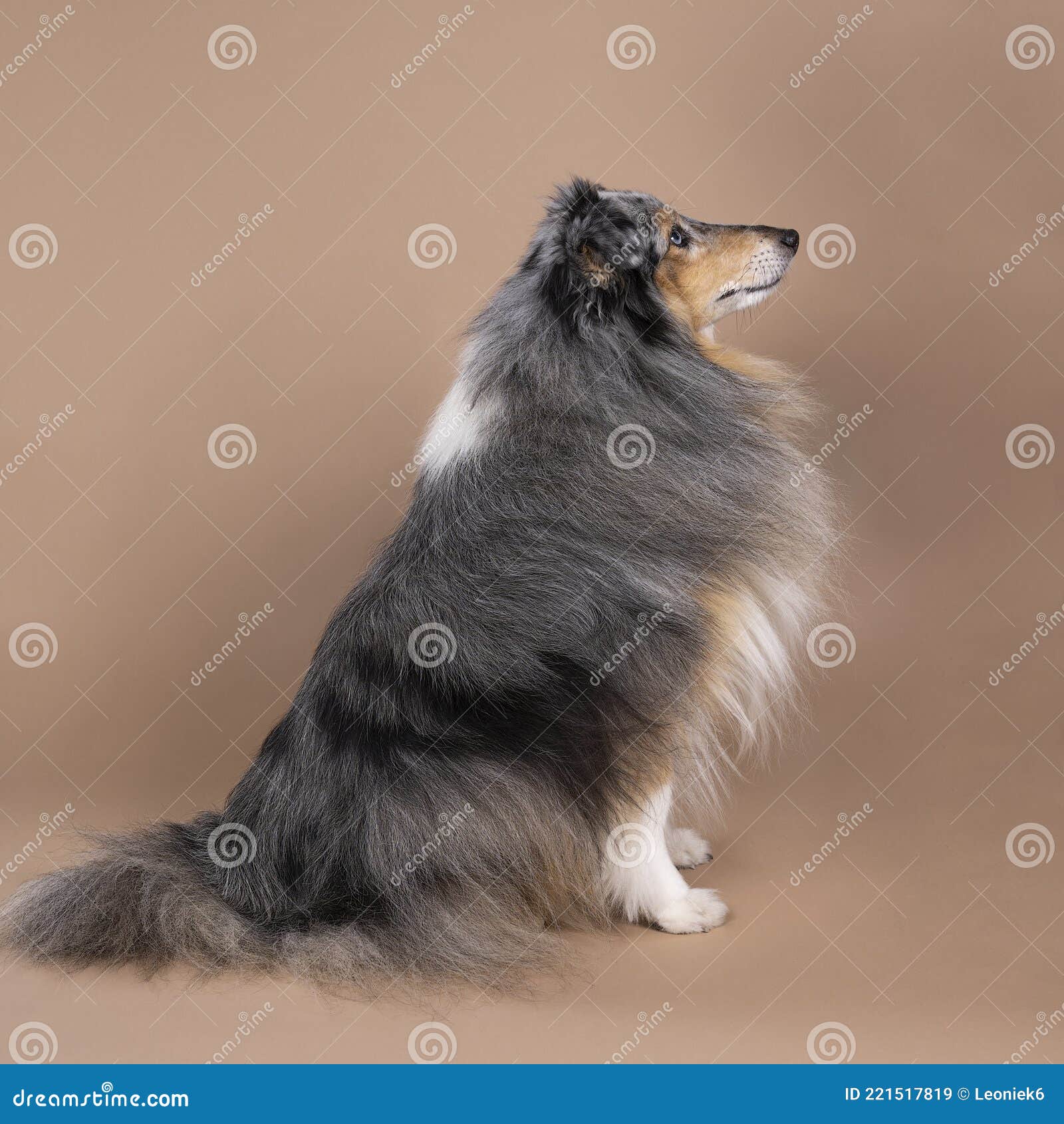 does the shetland sheepdog attack intruders